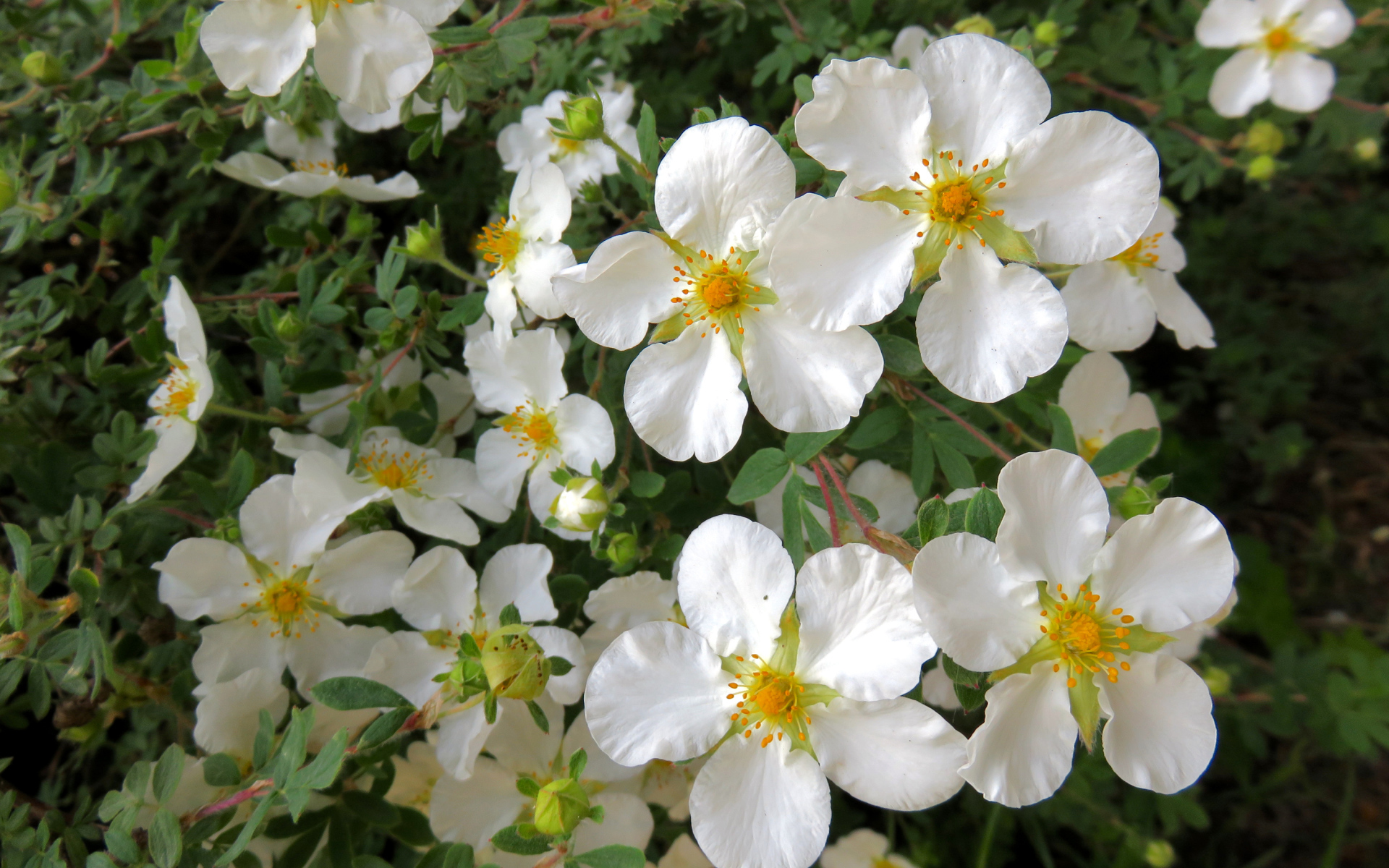 Белые цветы на ветке дерева крупным планом