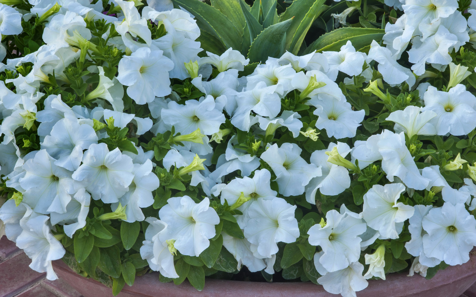 Белые цветы петуния крупным планом