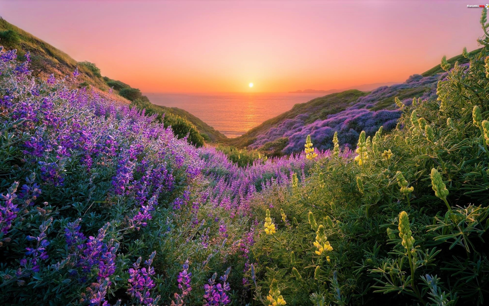 Желтые и сиреневые люпины на склонах береговой линии на закате