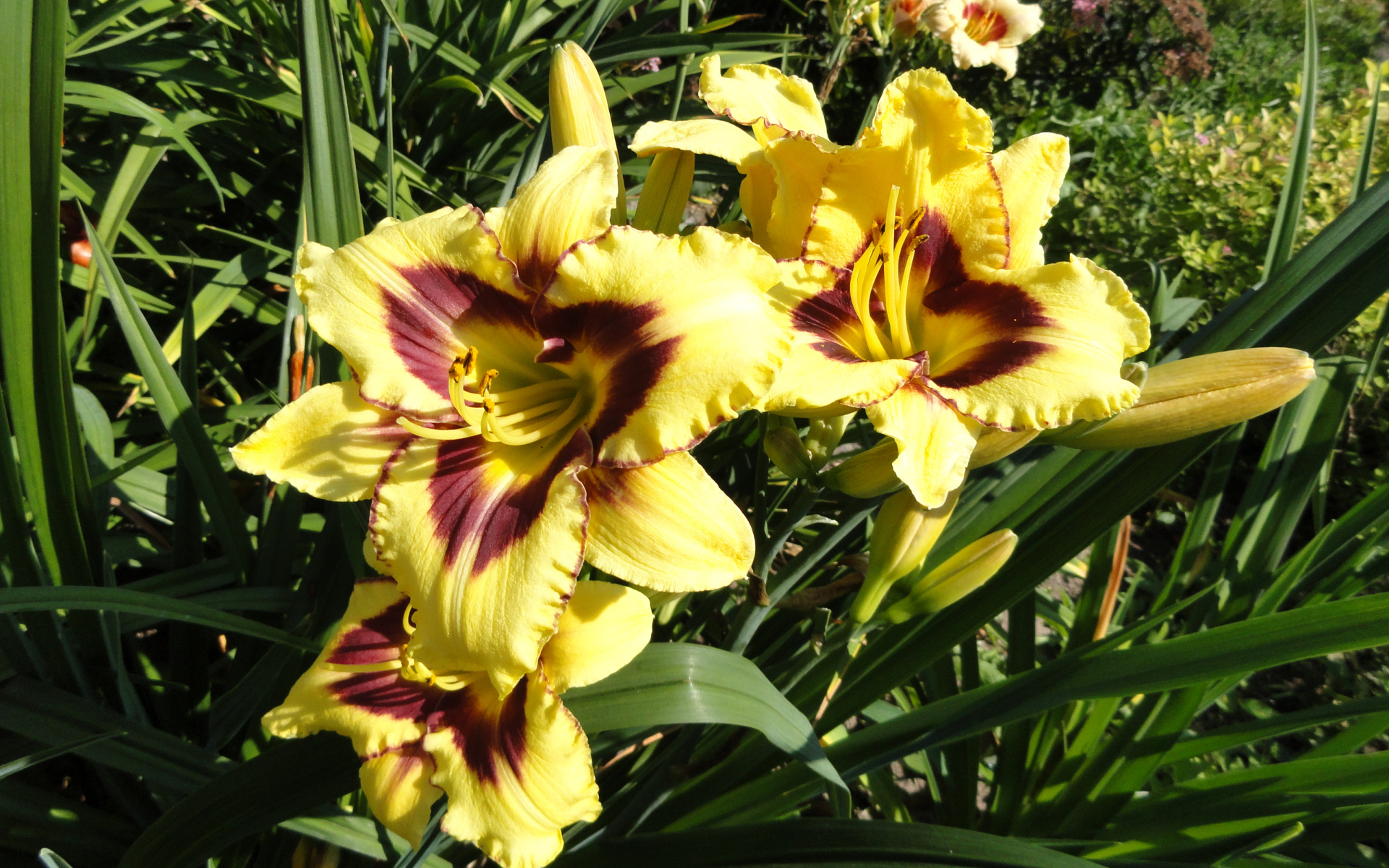 Желтые лилии с бутонами на клумбе