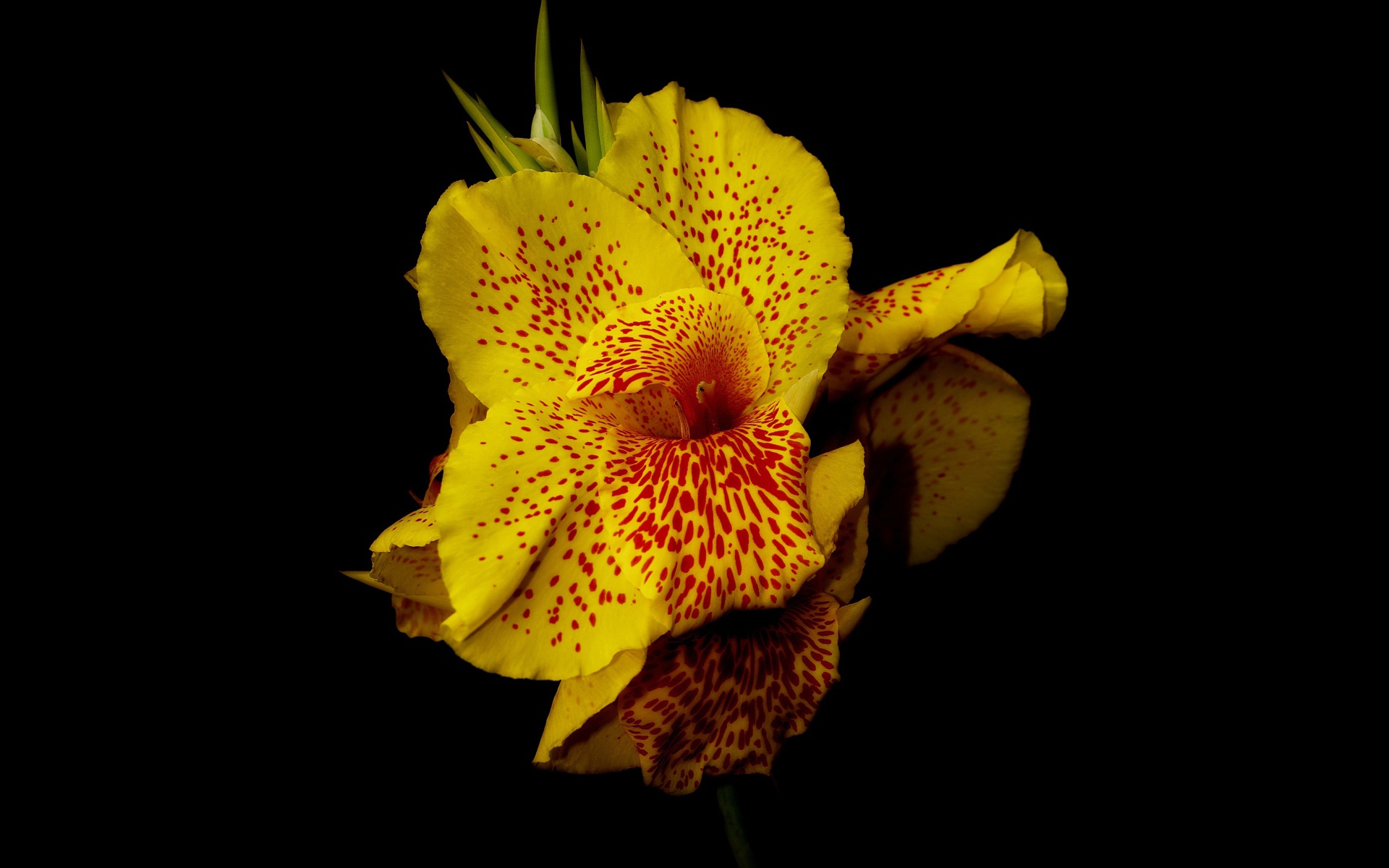 Желтый пятнистый цветок канна на черном фоне