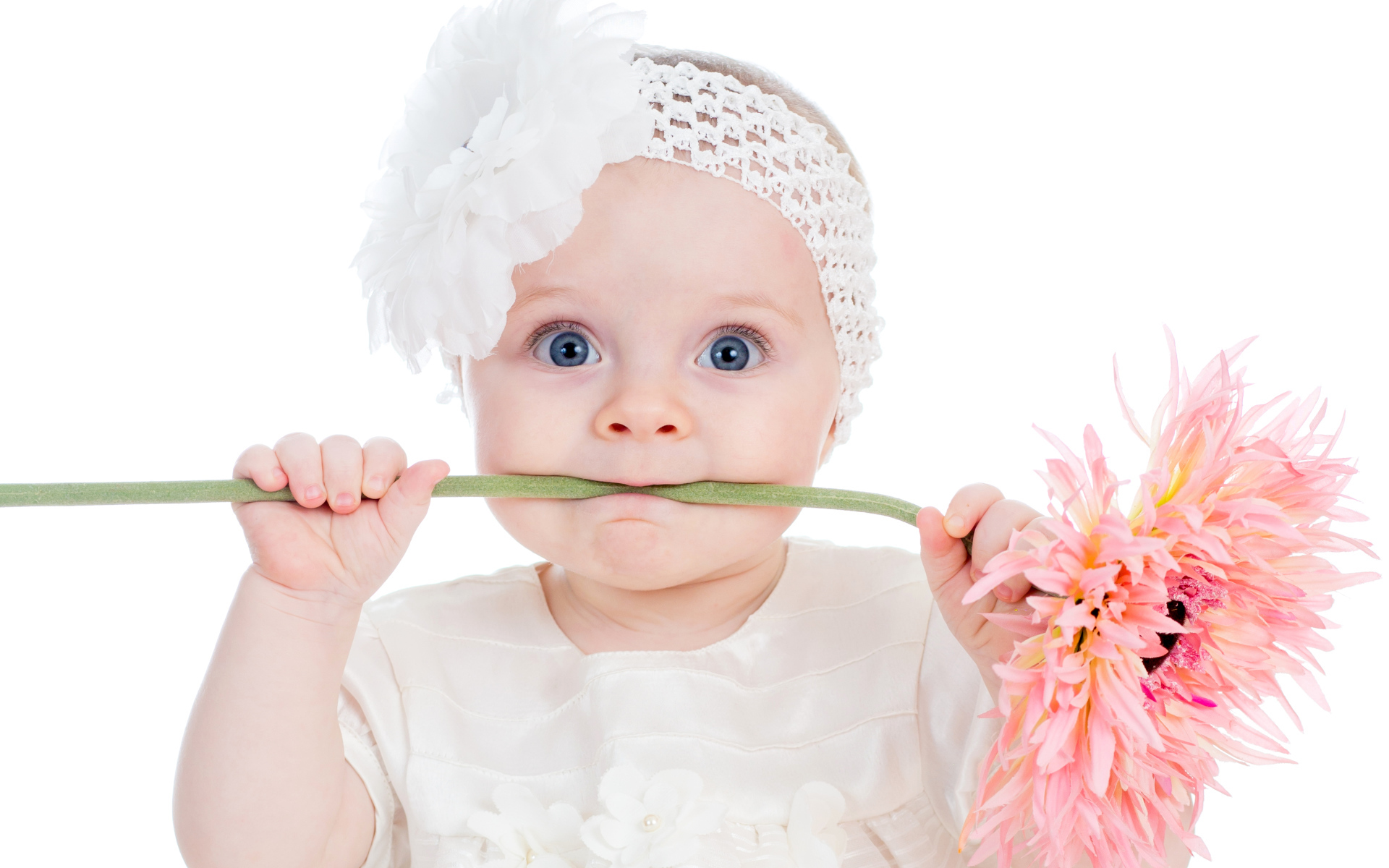 Маленькая голубоглазая девочка с розовым цветком герберы в руках