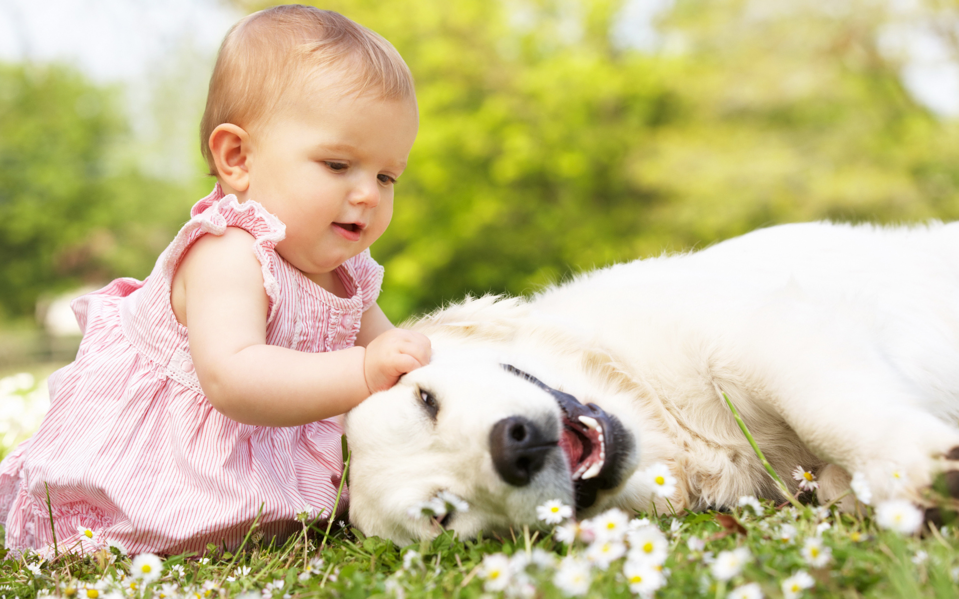 Маленькая милая девочка с большой белой собакой