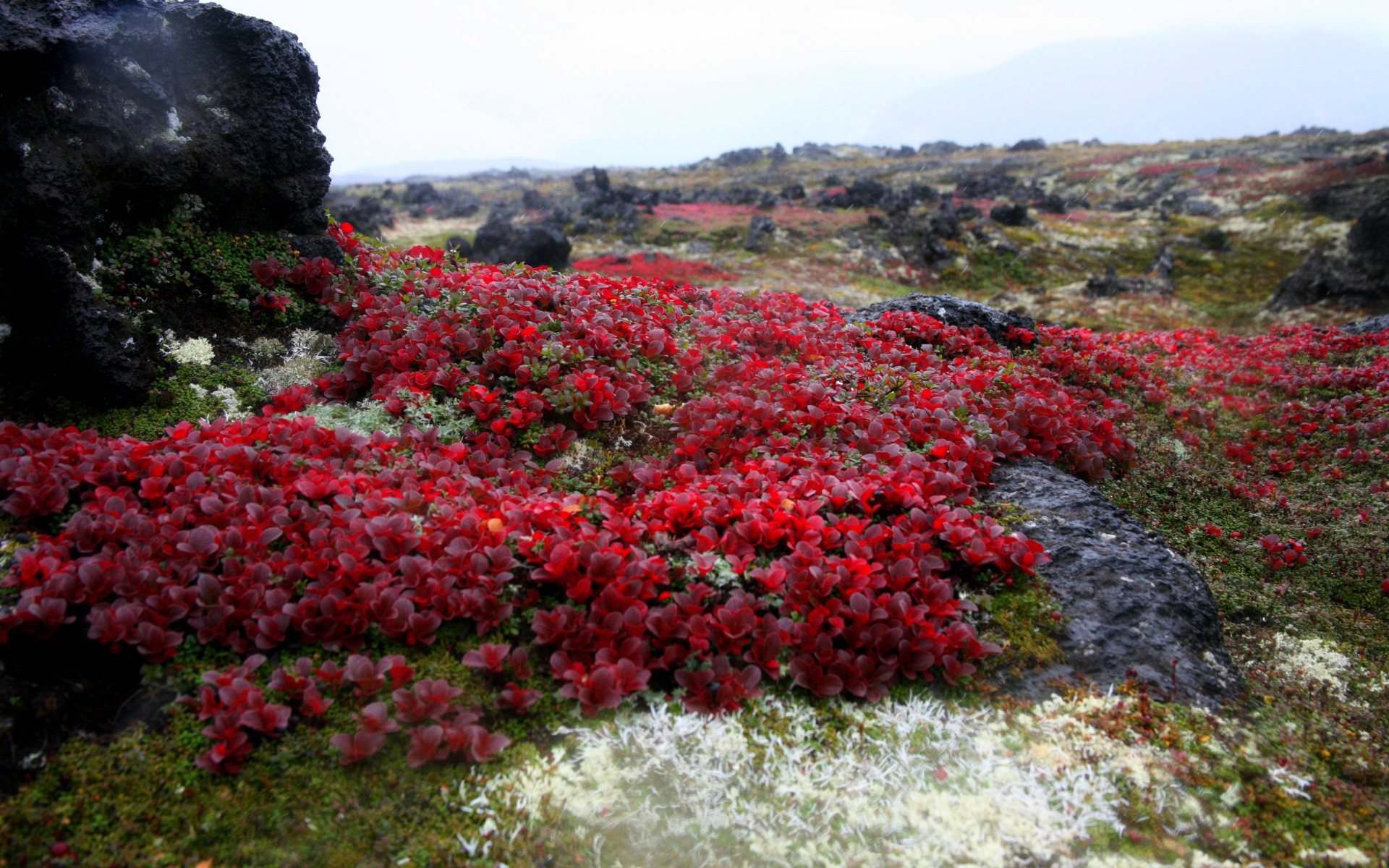 Красочная природа Камчатки,  Россия 