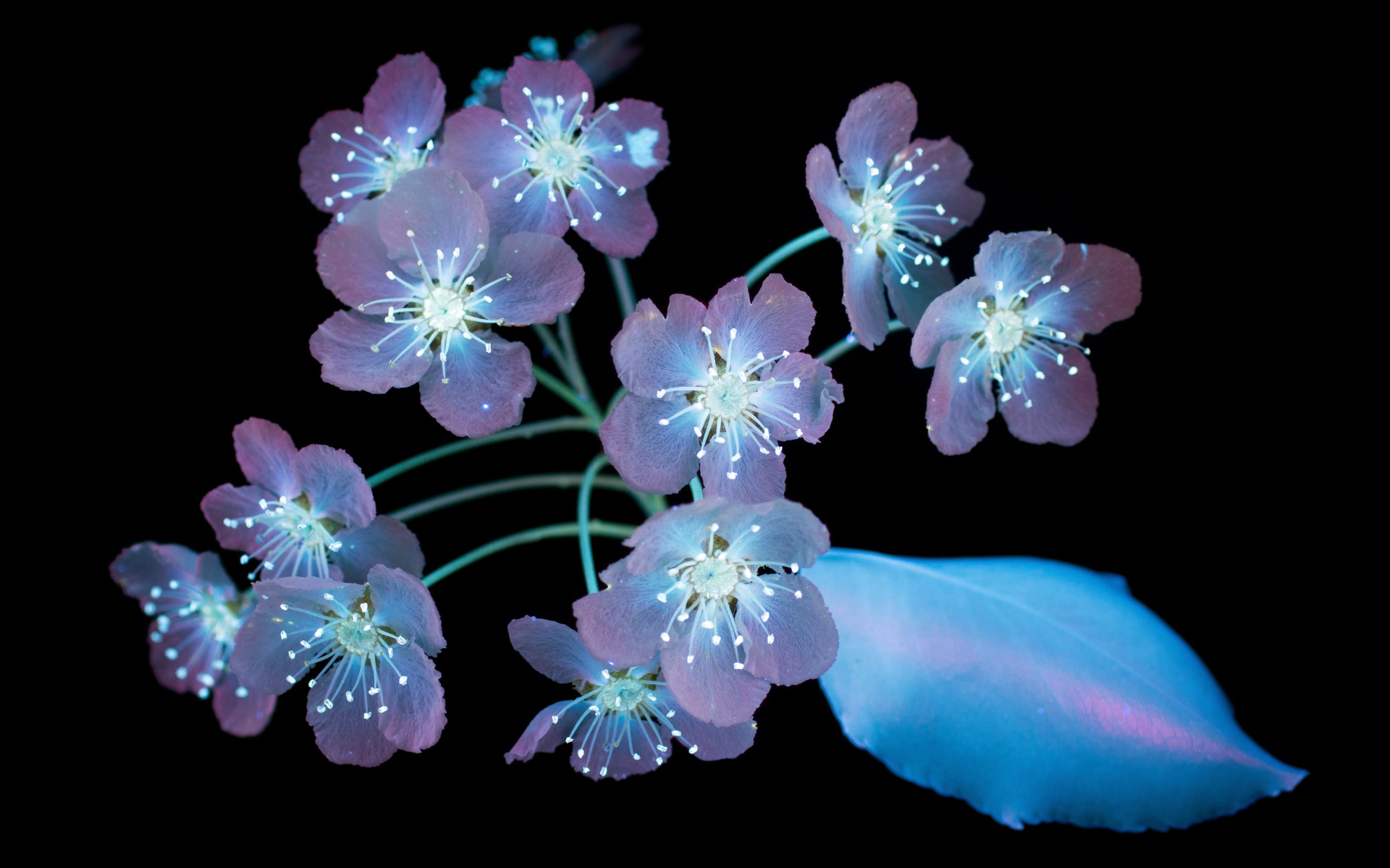Purple flowers on a black background, 3d graphics
