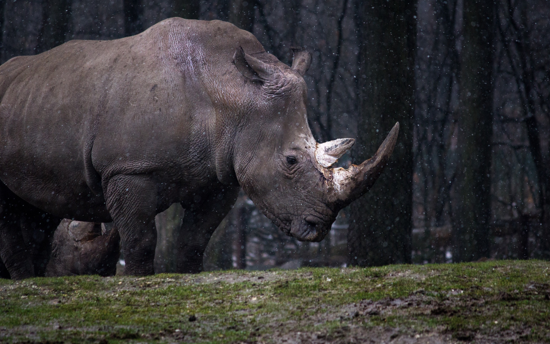 Большой носорог в лесу