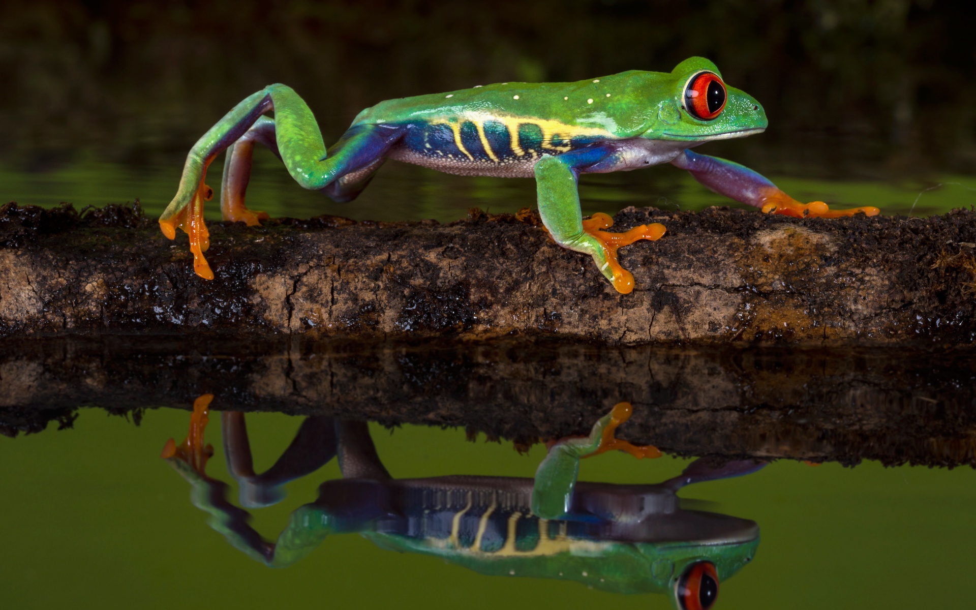 Красноглазая квакша на ветке в воде