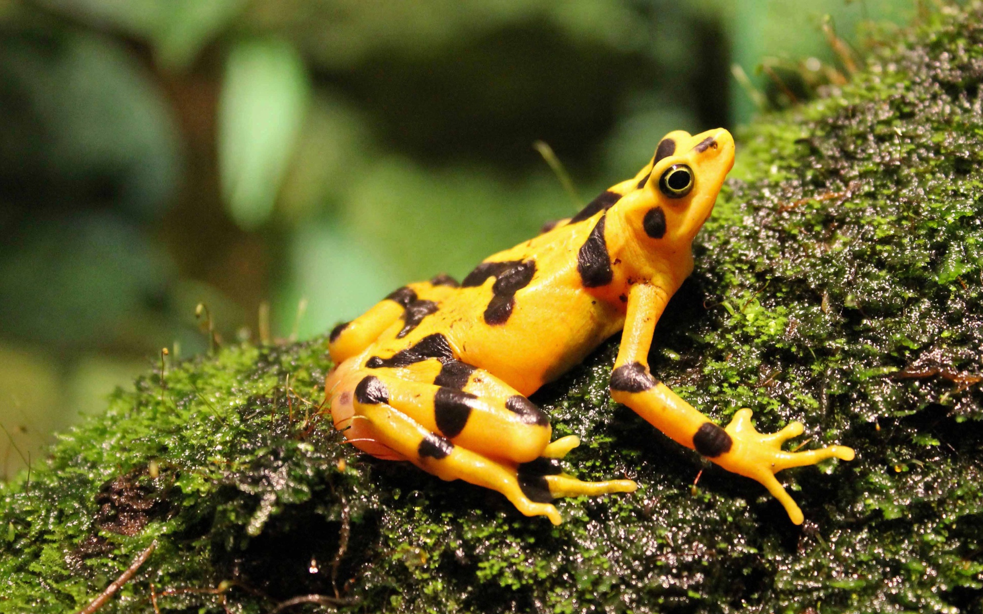 Желтая лягушка сидит на мокром мху