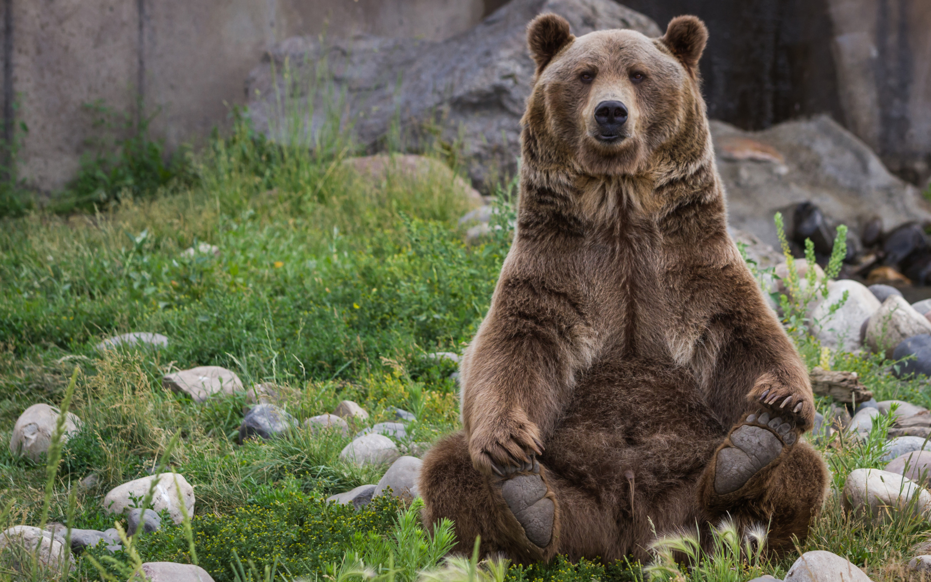 Большой бурый медведь сидит на зеленой траве