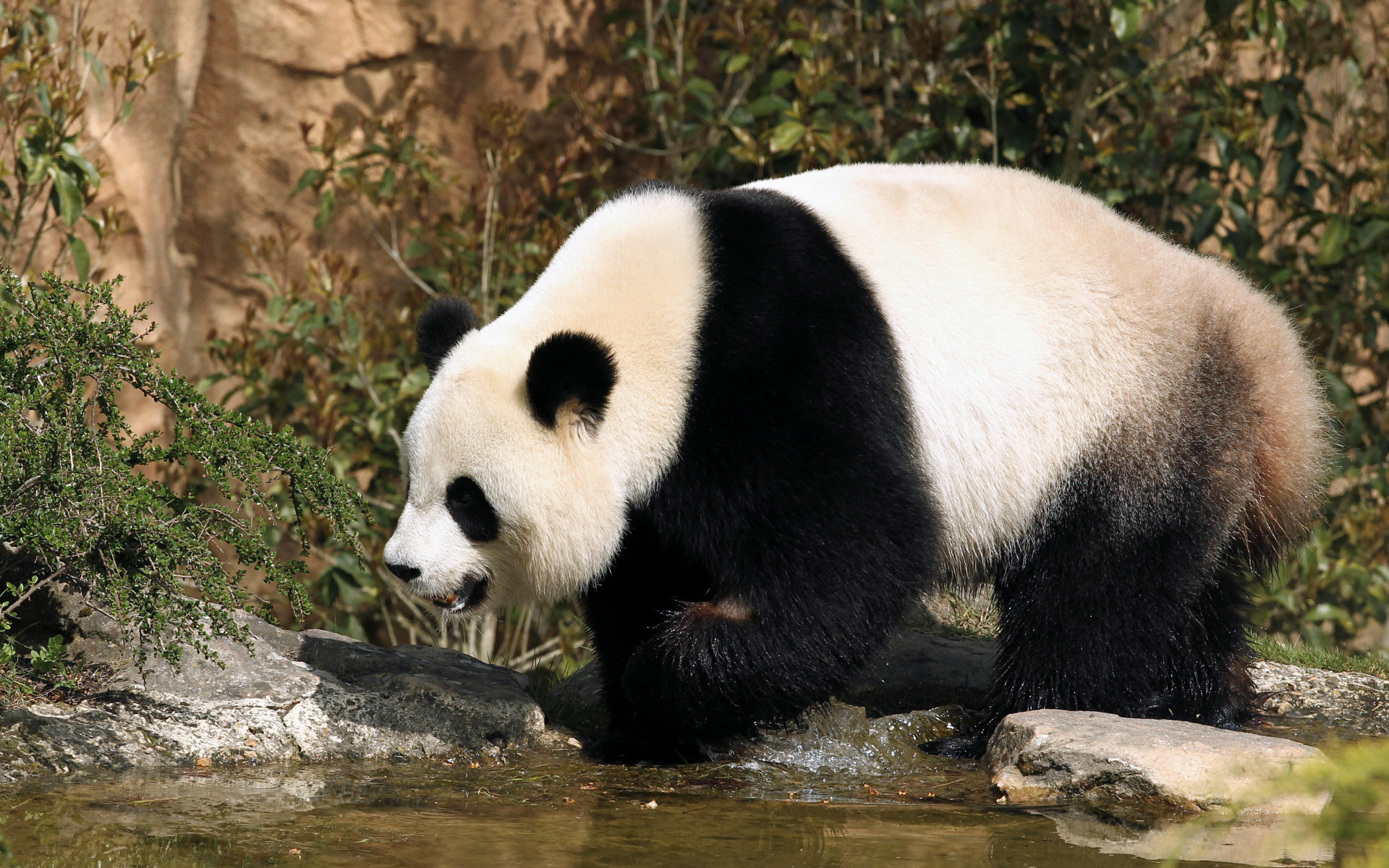 Большая панда идет по воде