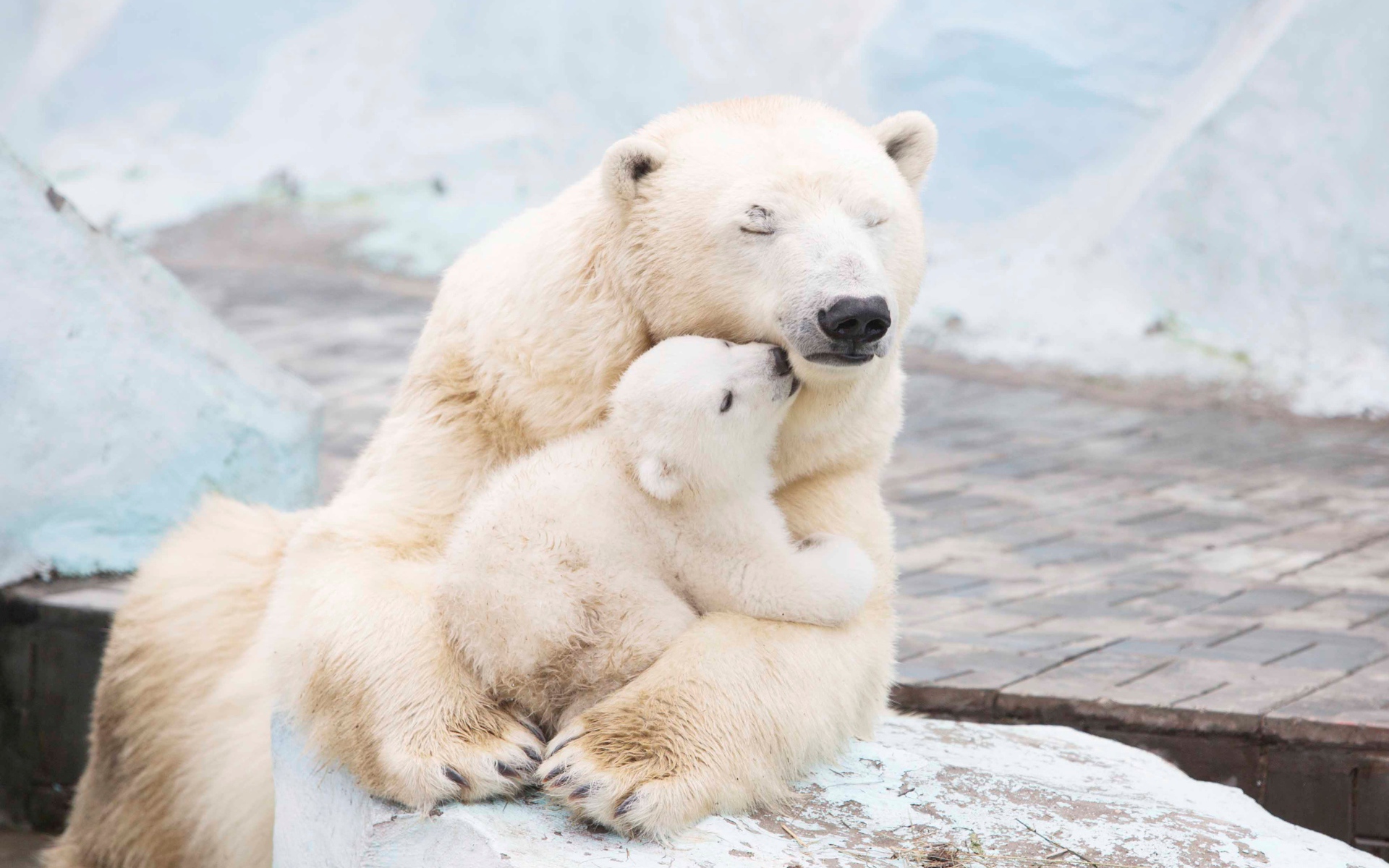 Большая белая медведица обнимает медвежонка