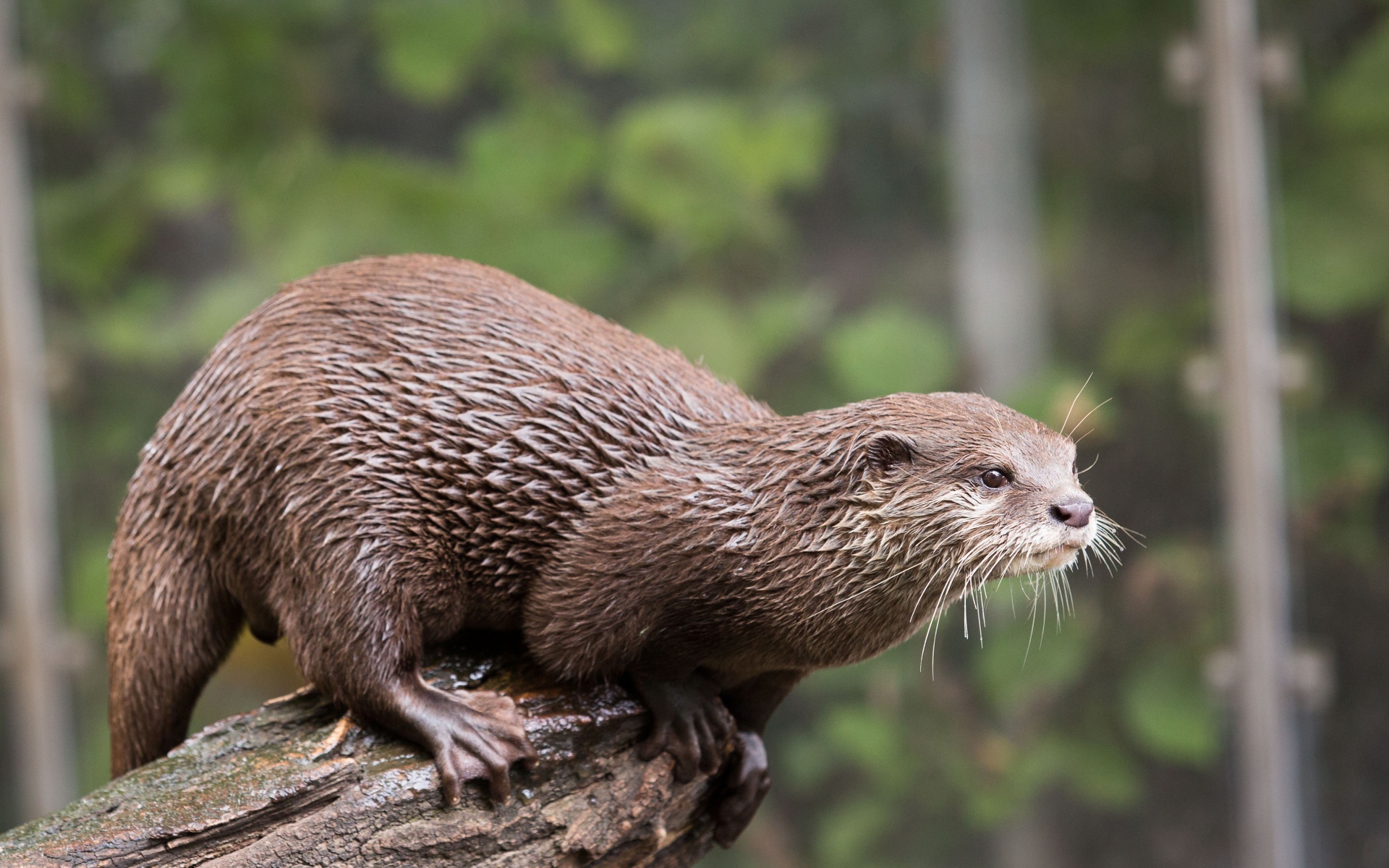 A wet otter stands on a tree
