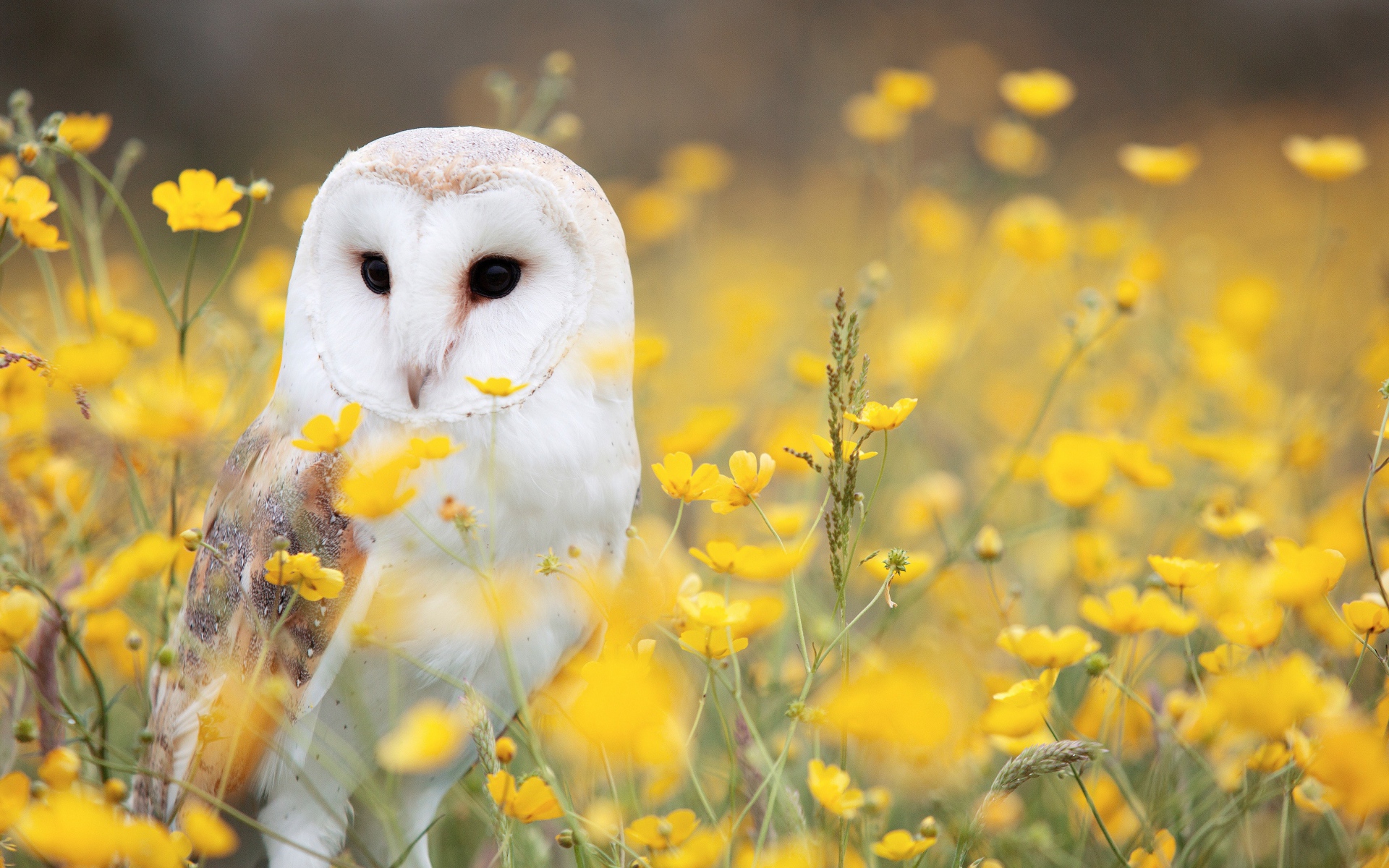 Большая белая сова сидит в желтых цветах