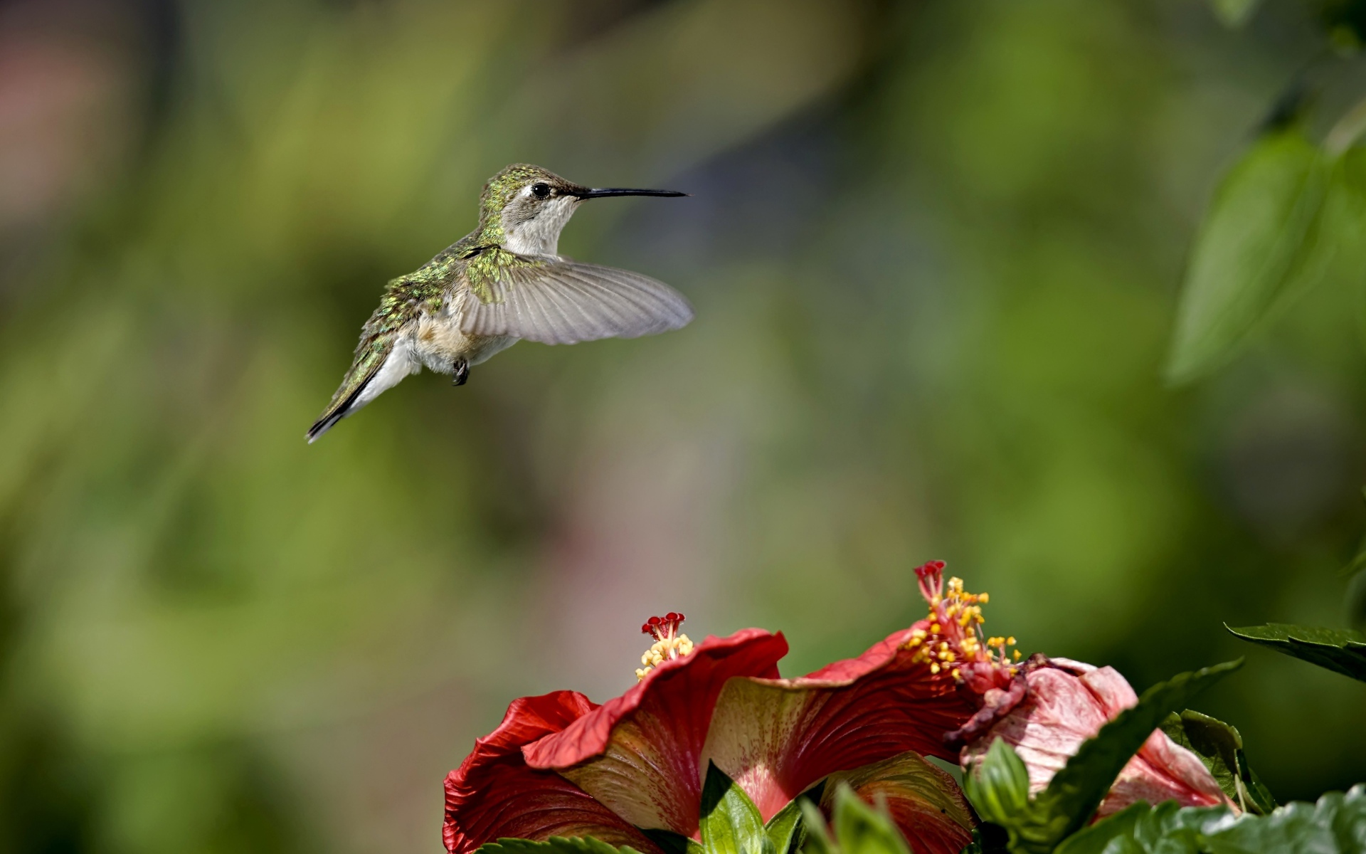 Маленькая птичка колибри летает над красными цветами гибискуса