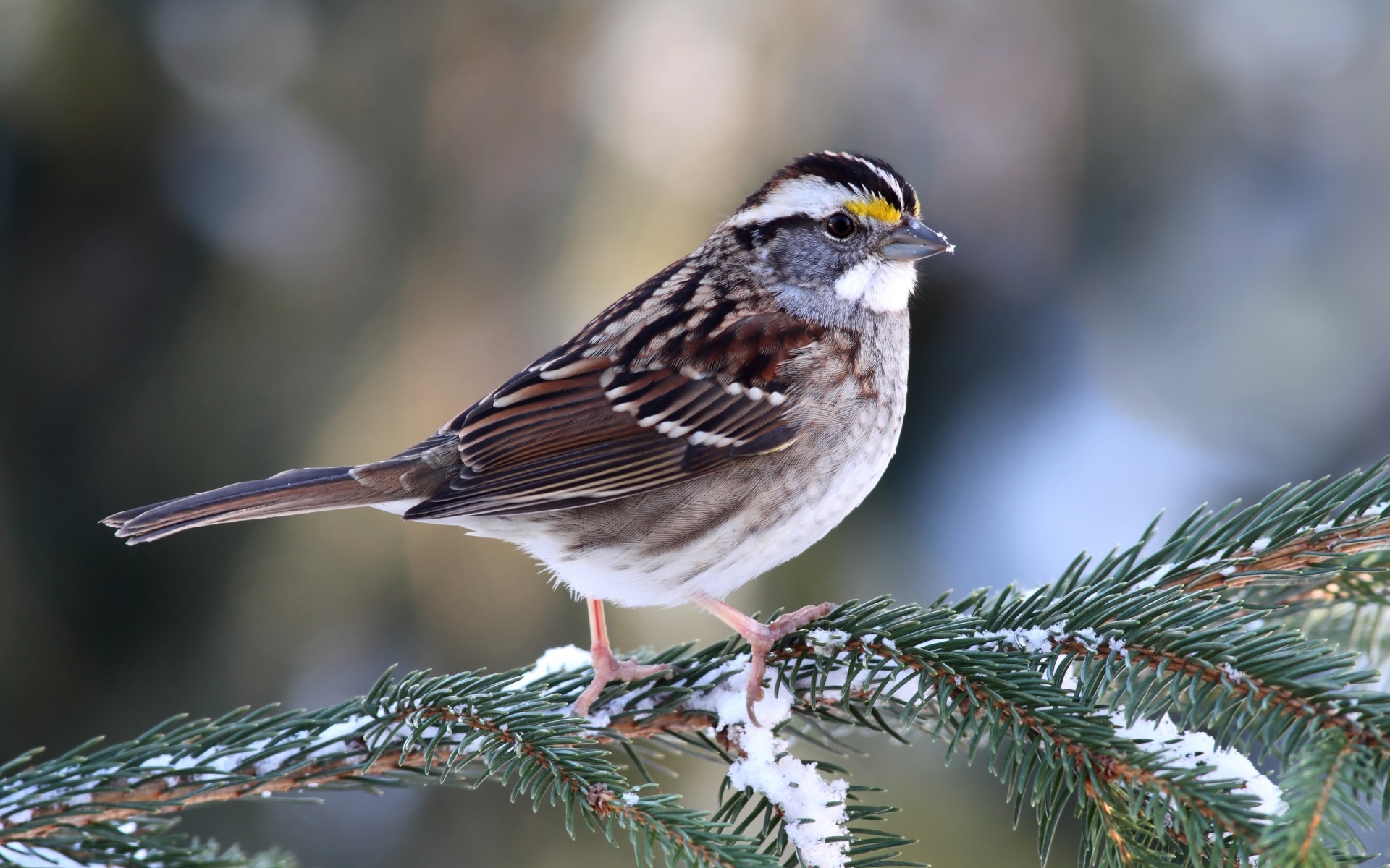 Маленький воробей сидит на еловой ветки зимой