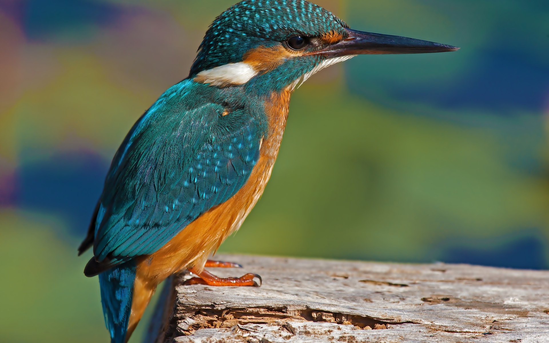 Красивая маленькая птичка зимородок сидит на дереве