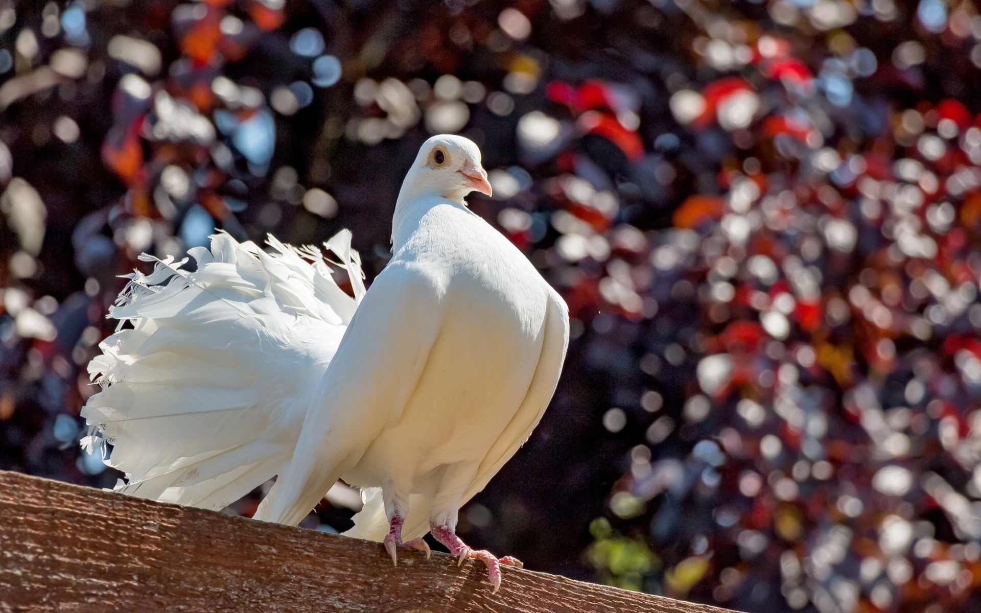 Красивый белый голубь крупным планом
