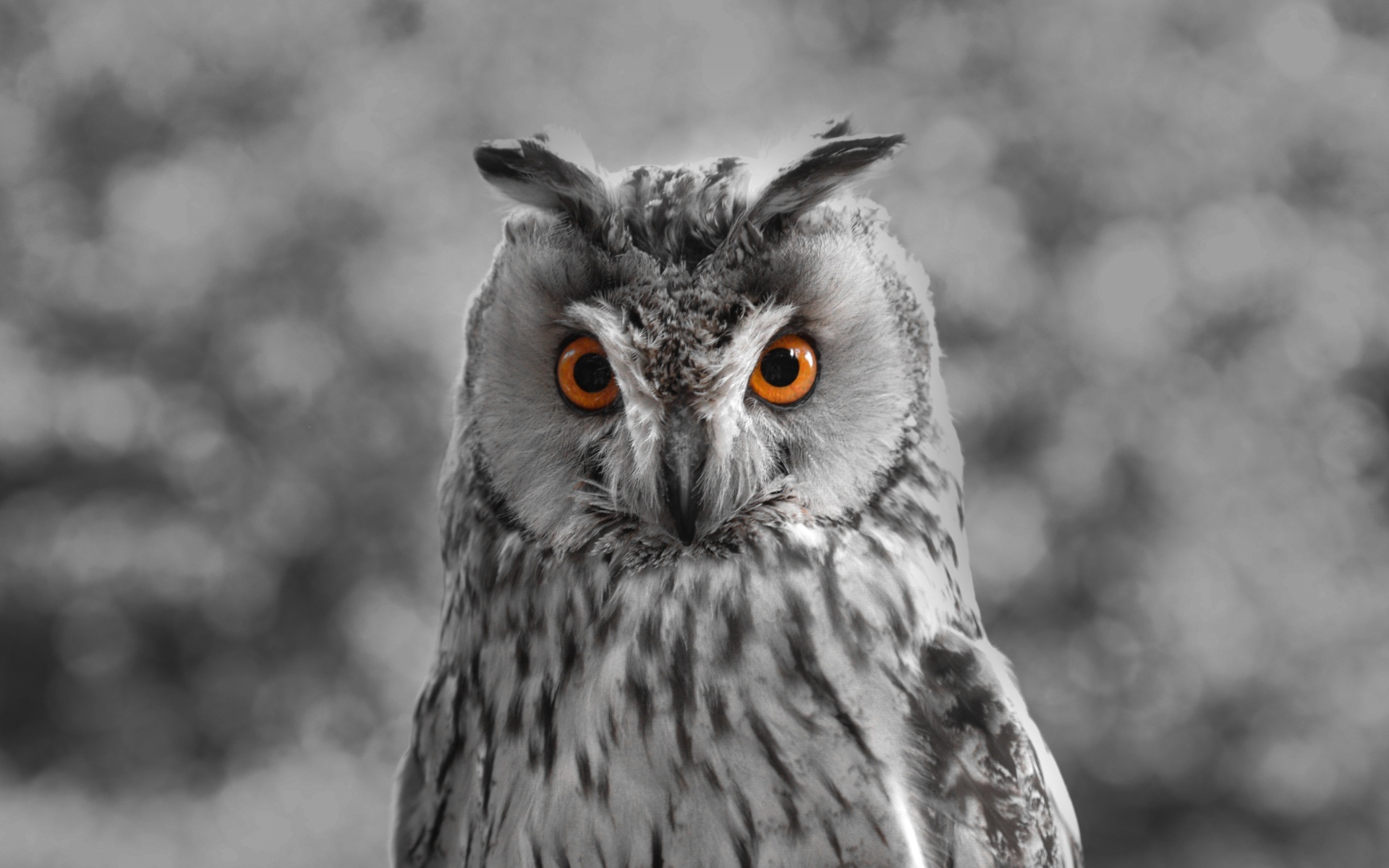 Большая серая сова с желтыми глазами