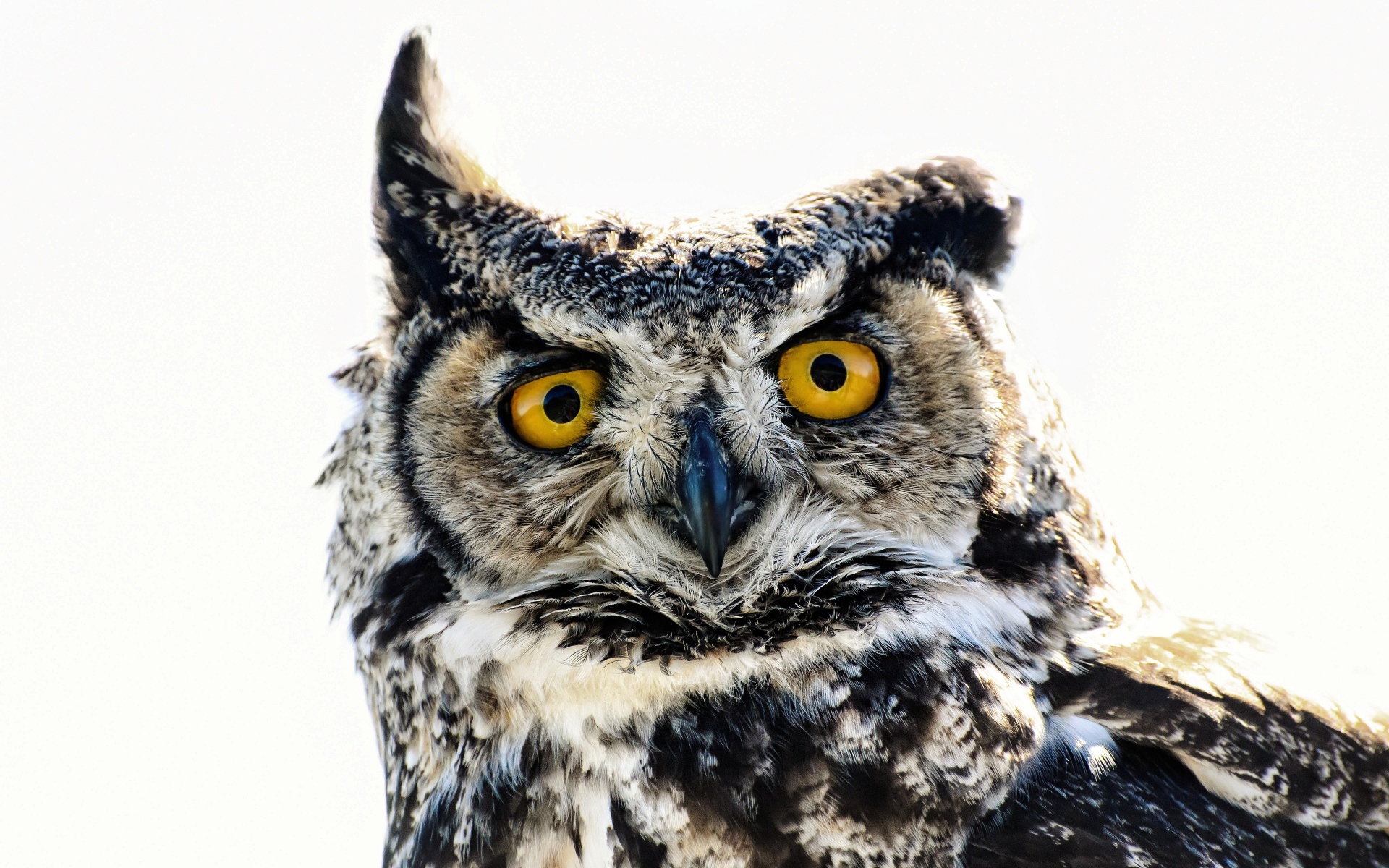 Большая сова на белом фоне крупным планом