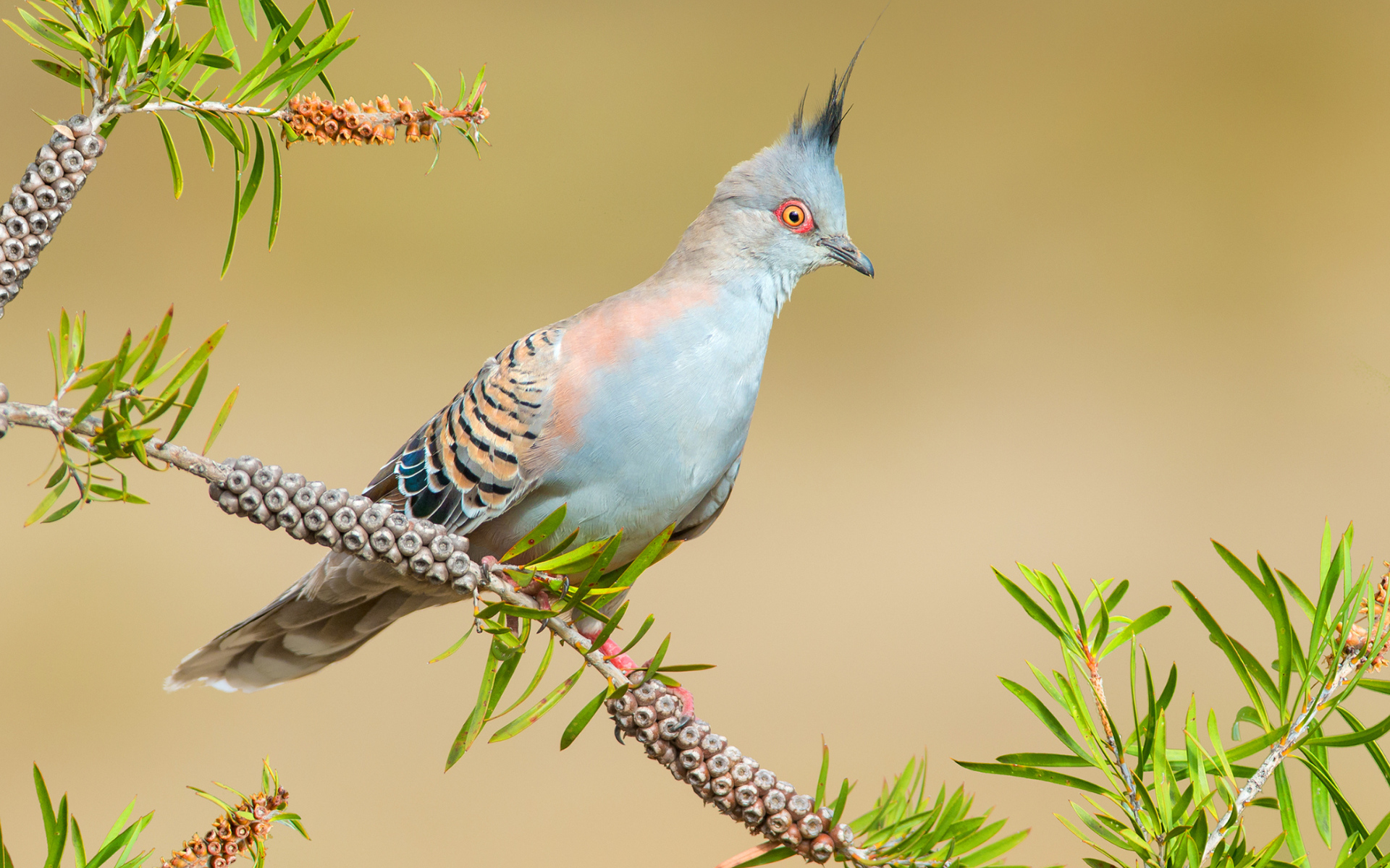 Хохлатый бронзовокрылый голубь на ветке дерева