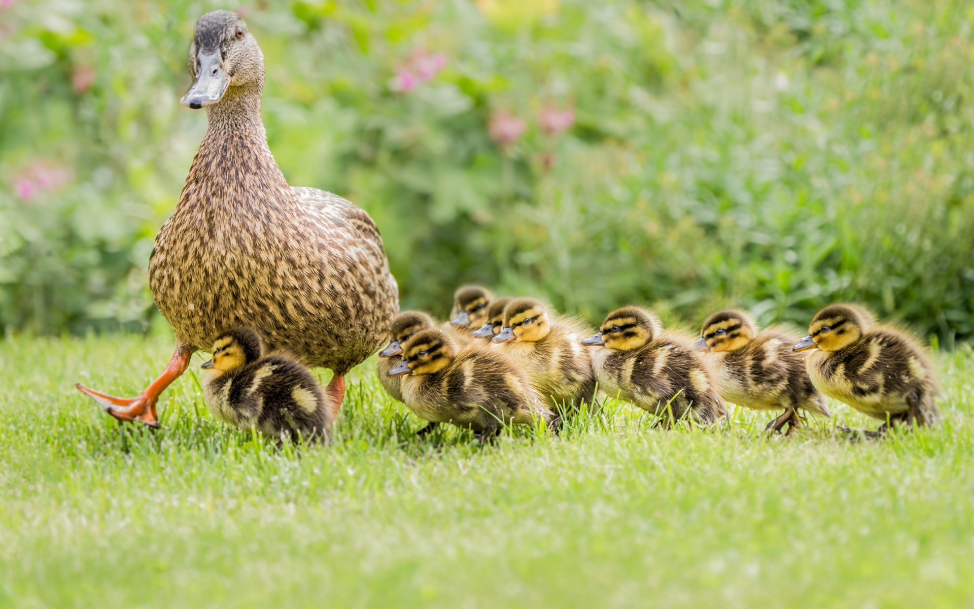 Утка с маленькими утятами идет по зеленой траве