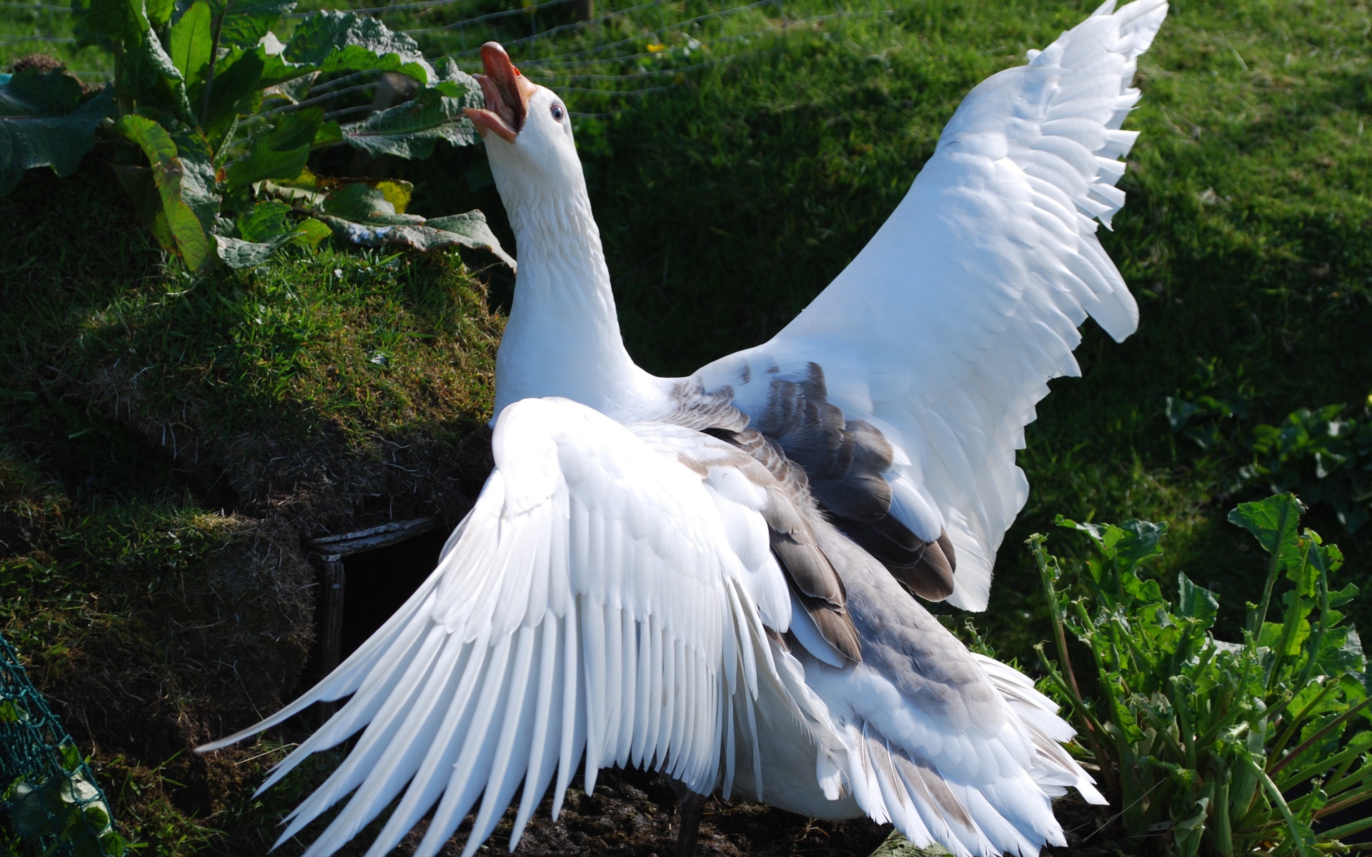 Злой белый домашний гусь