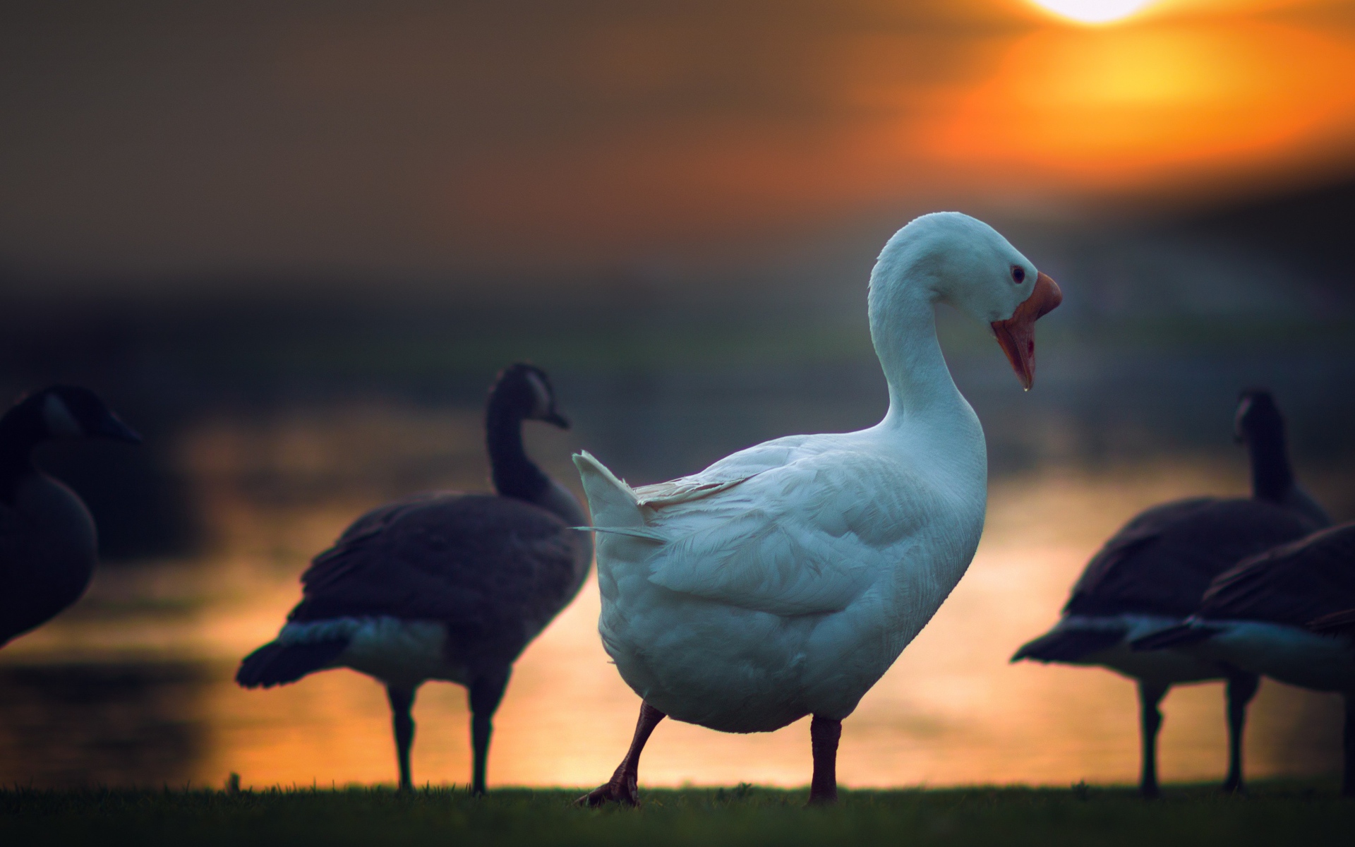 Гуси на фоне солнца на закате