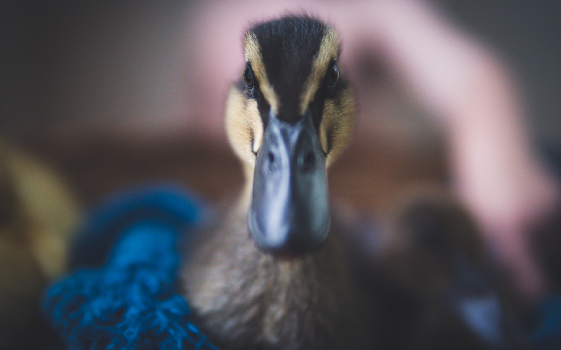 Голова утки крупным планом 