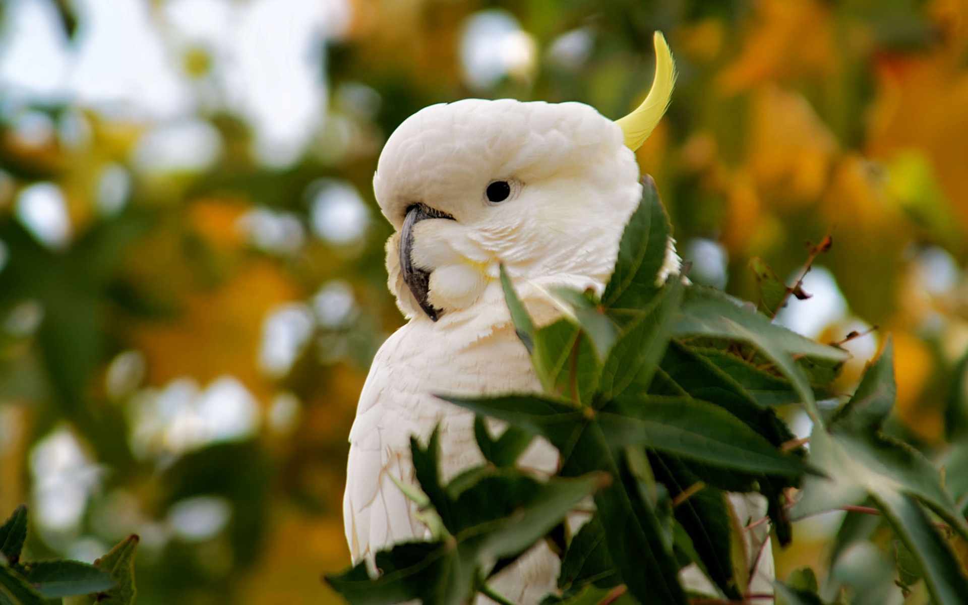 Большой желтохохлый какаду в зеленых листьях 