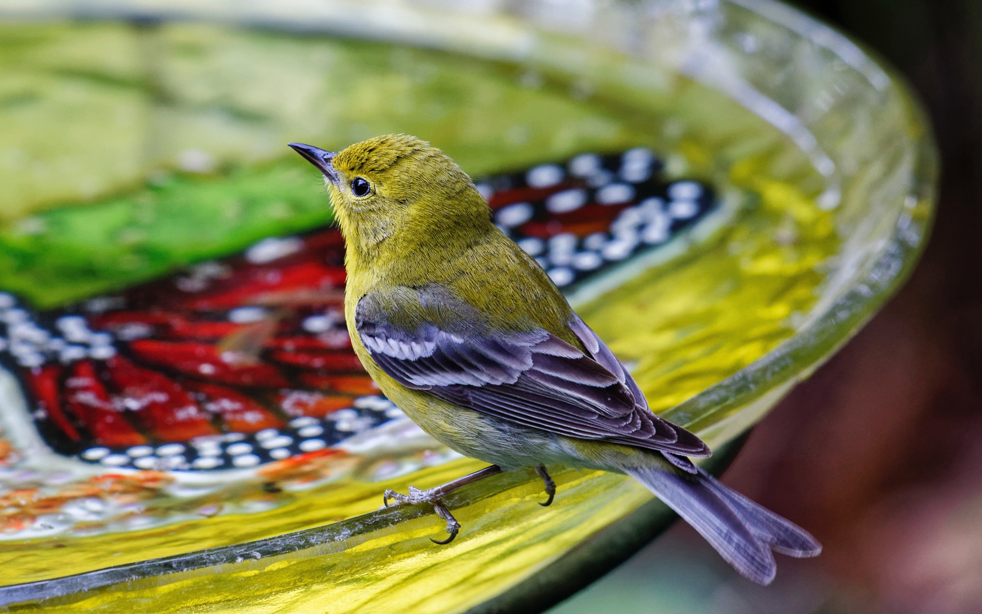 Маленькая птичка пьет воду