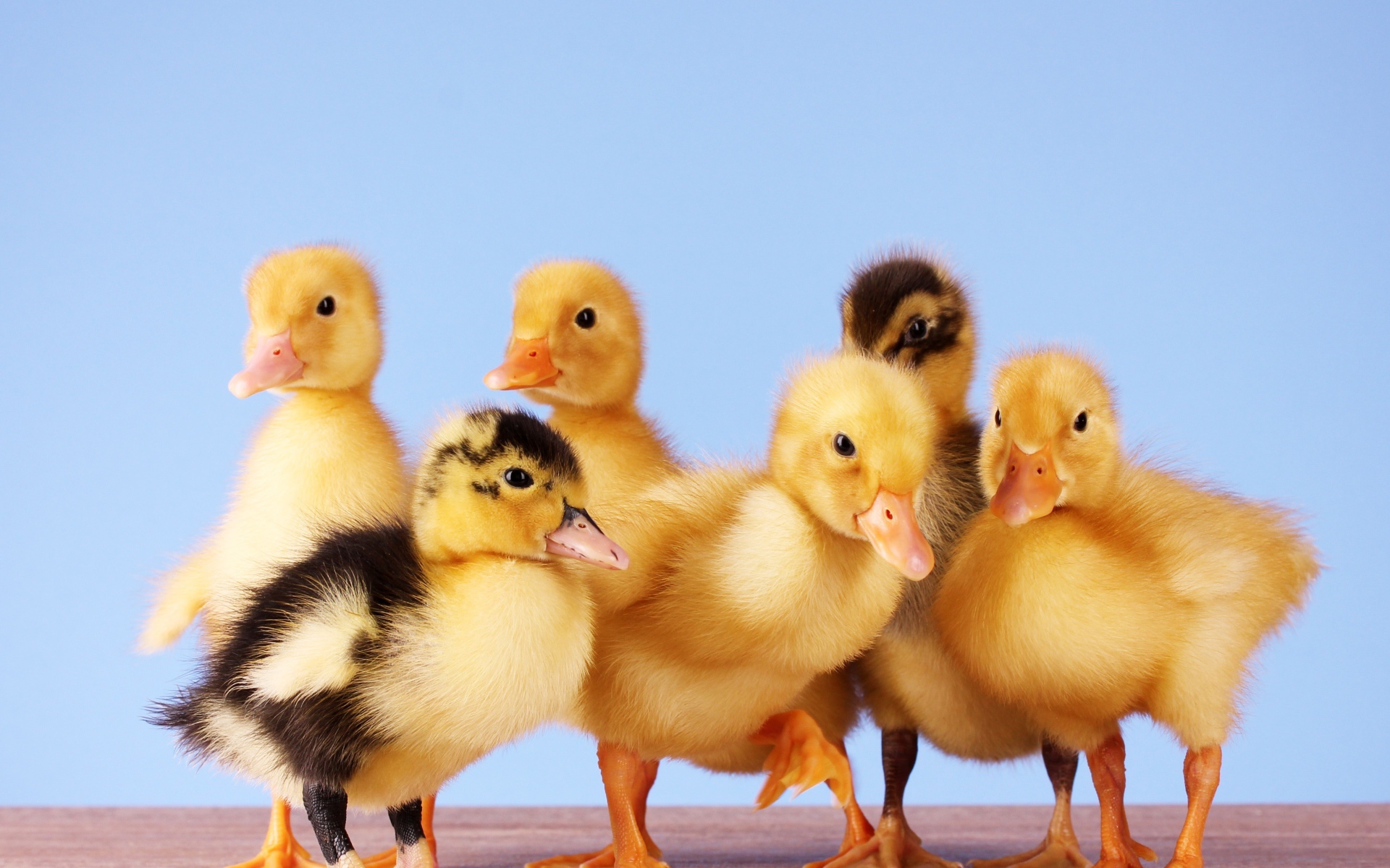 Маленькие желтые утята на голубом фоне
