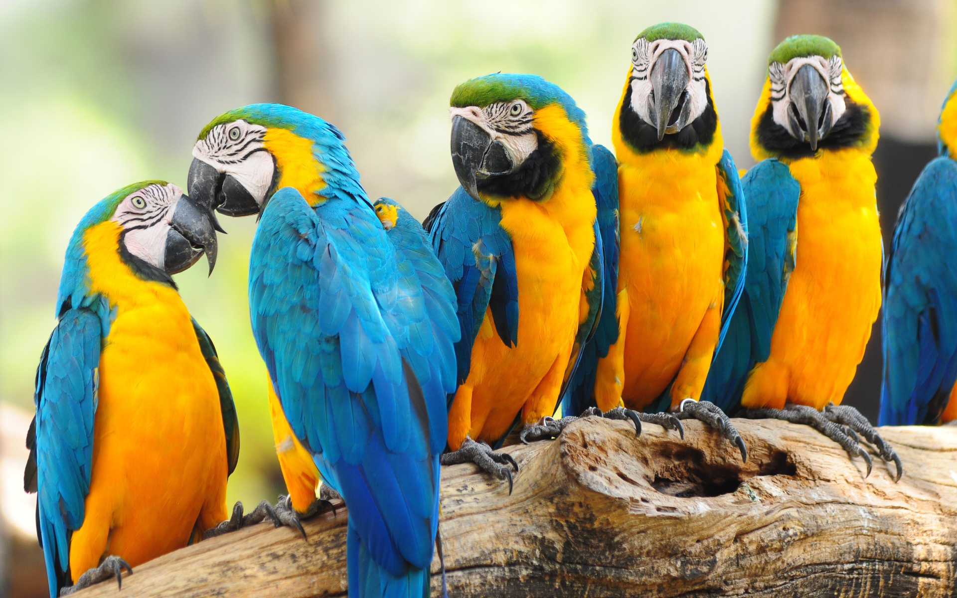 Много попугаев ара сидят на дереве 