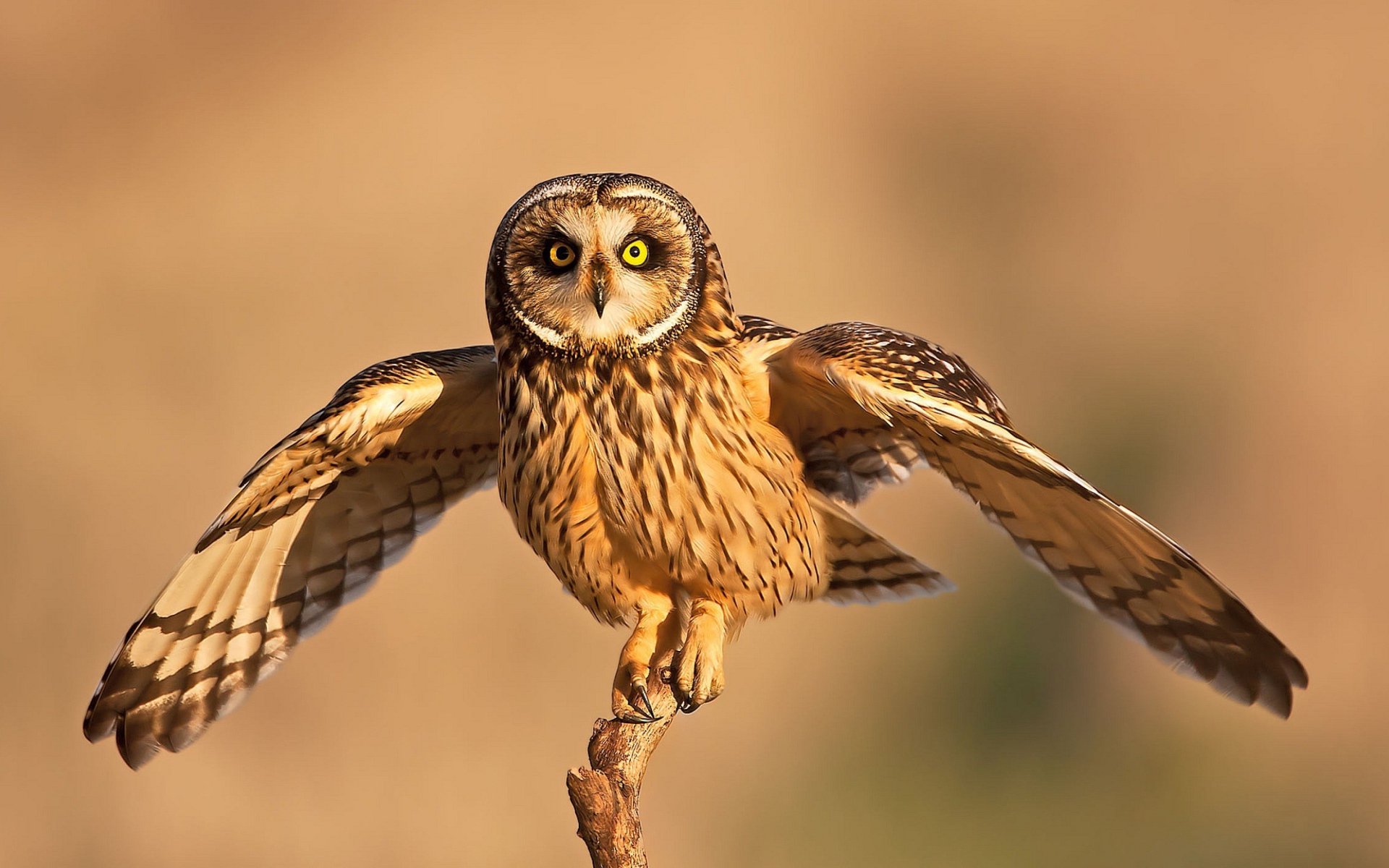 Сова взлетает с ветки 