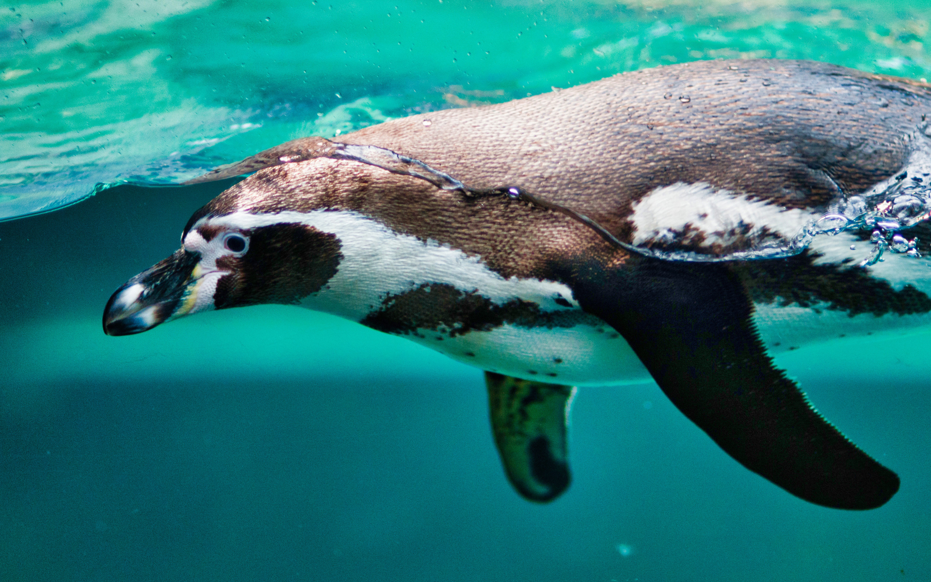Пингвин плавает в воде