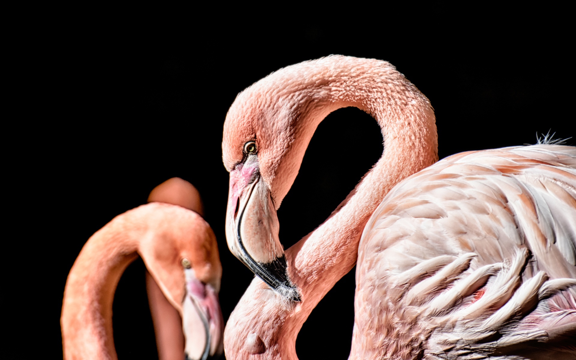 Розовый фламинго на черном фоне крупным планом