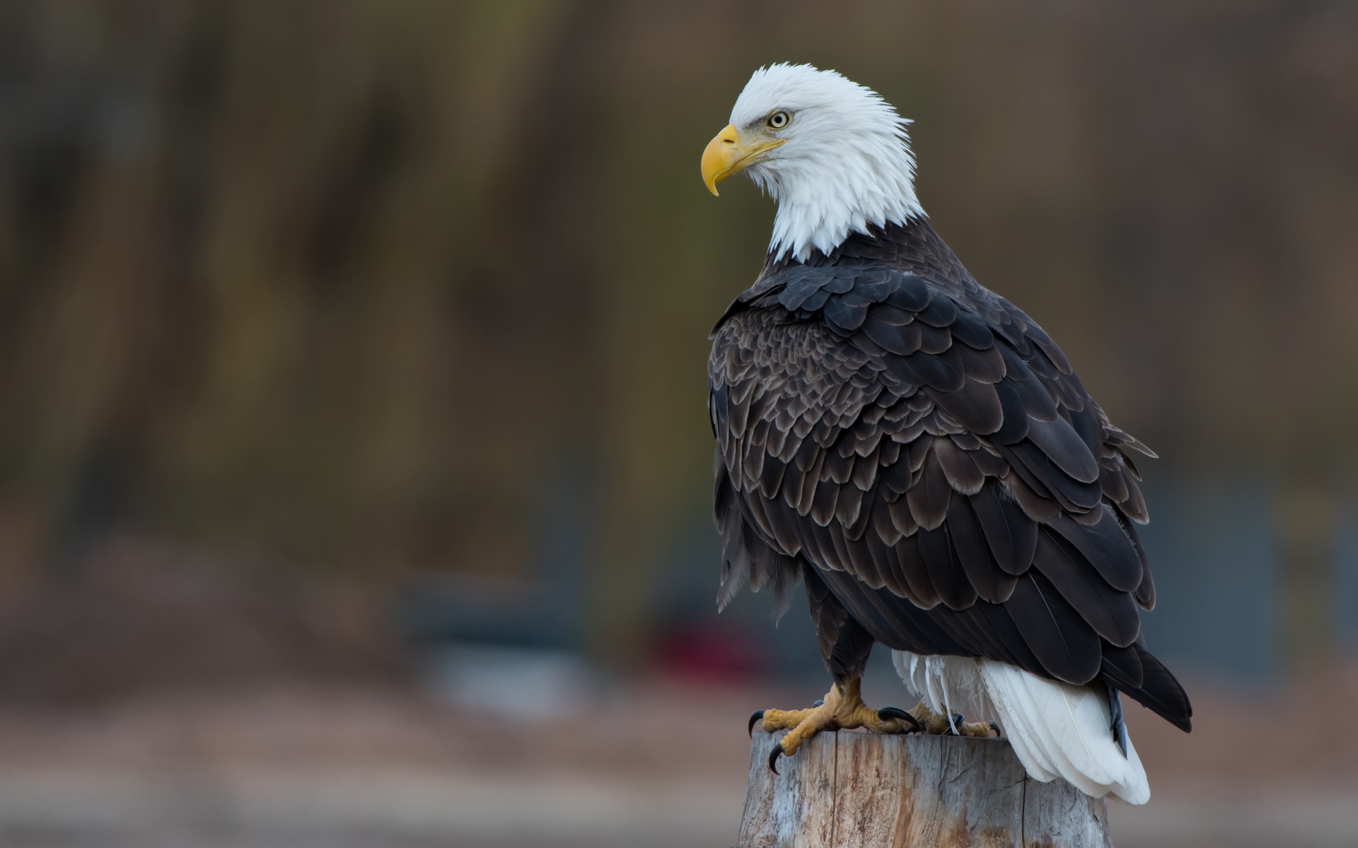 Белоголовый орлан сидит на сухом пне