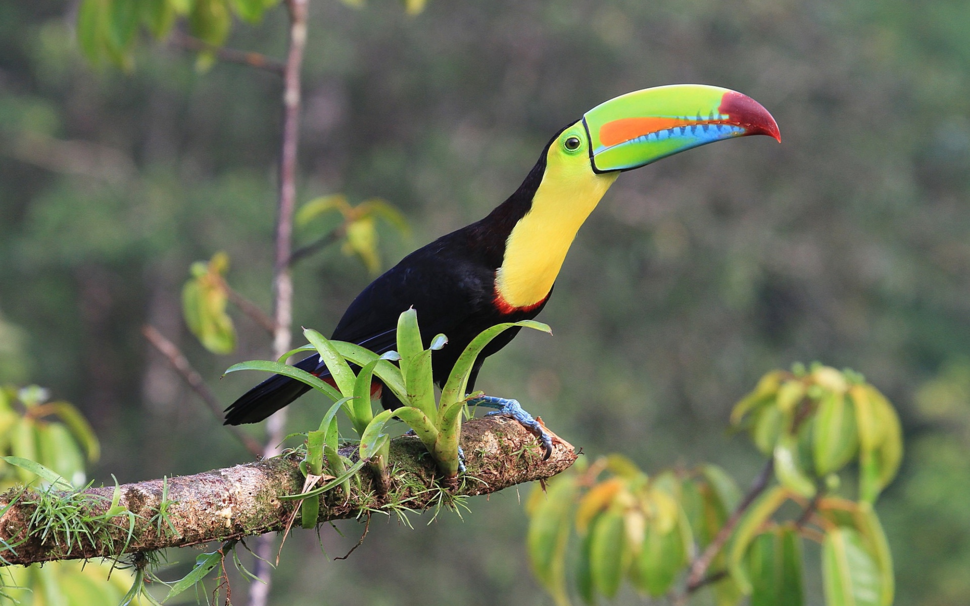 Тукан с длинным клювом сидит на ветке