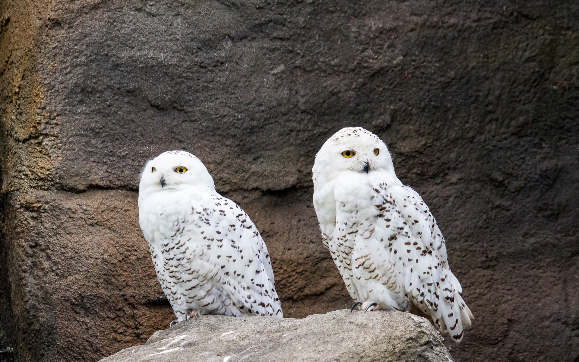 Две грациозные белые совы сидят на камне