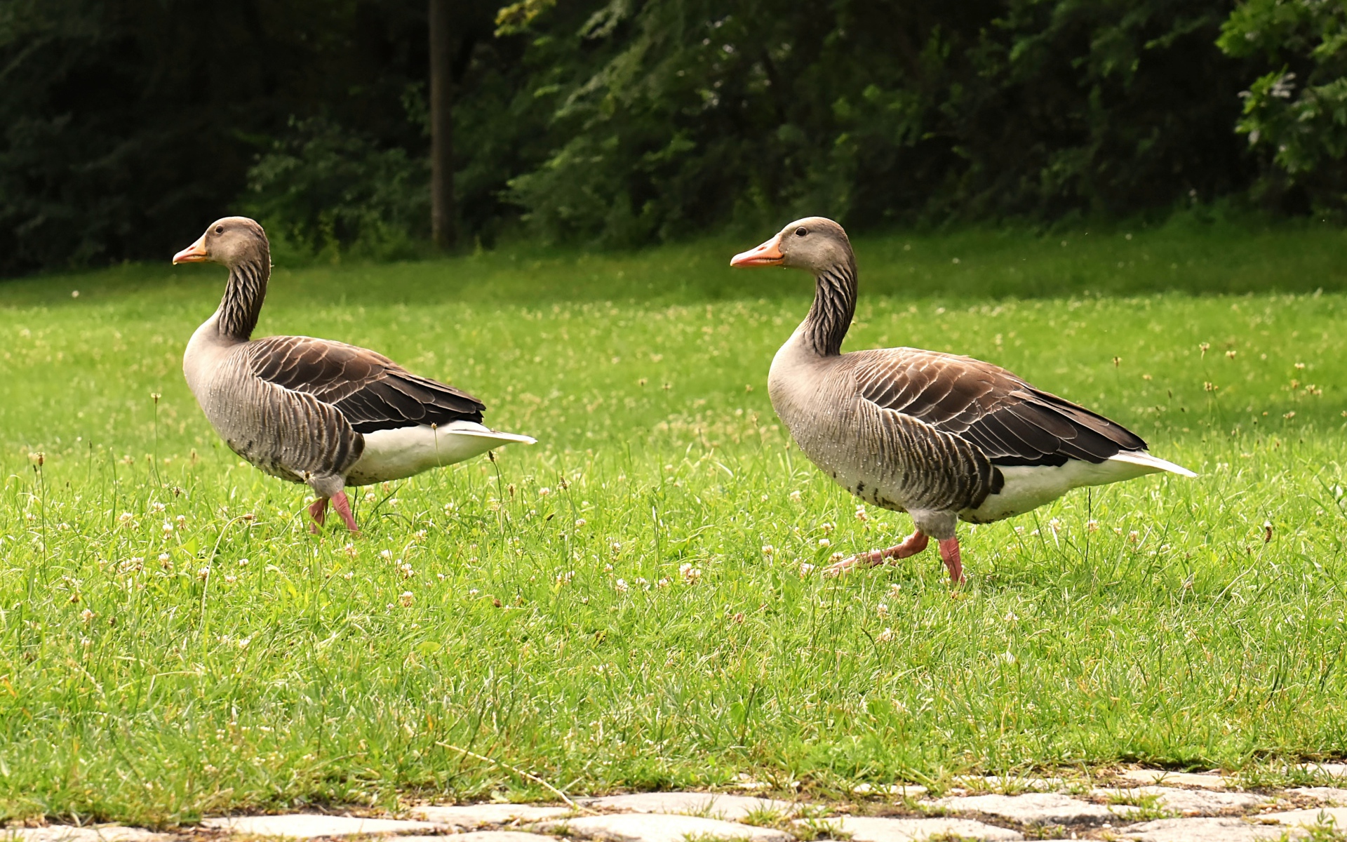 Два серых гуся гуляют по зеленой траве