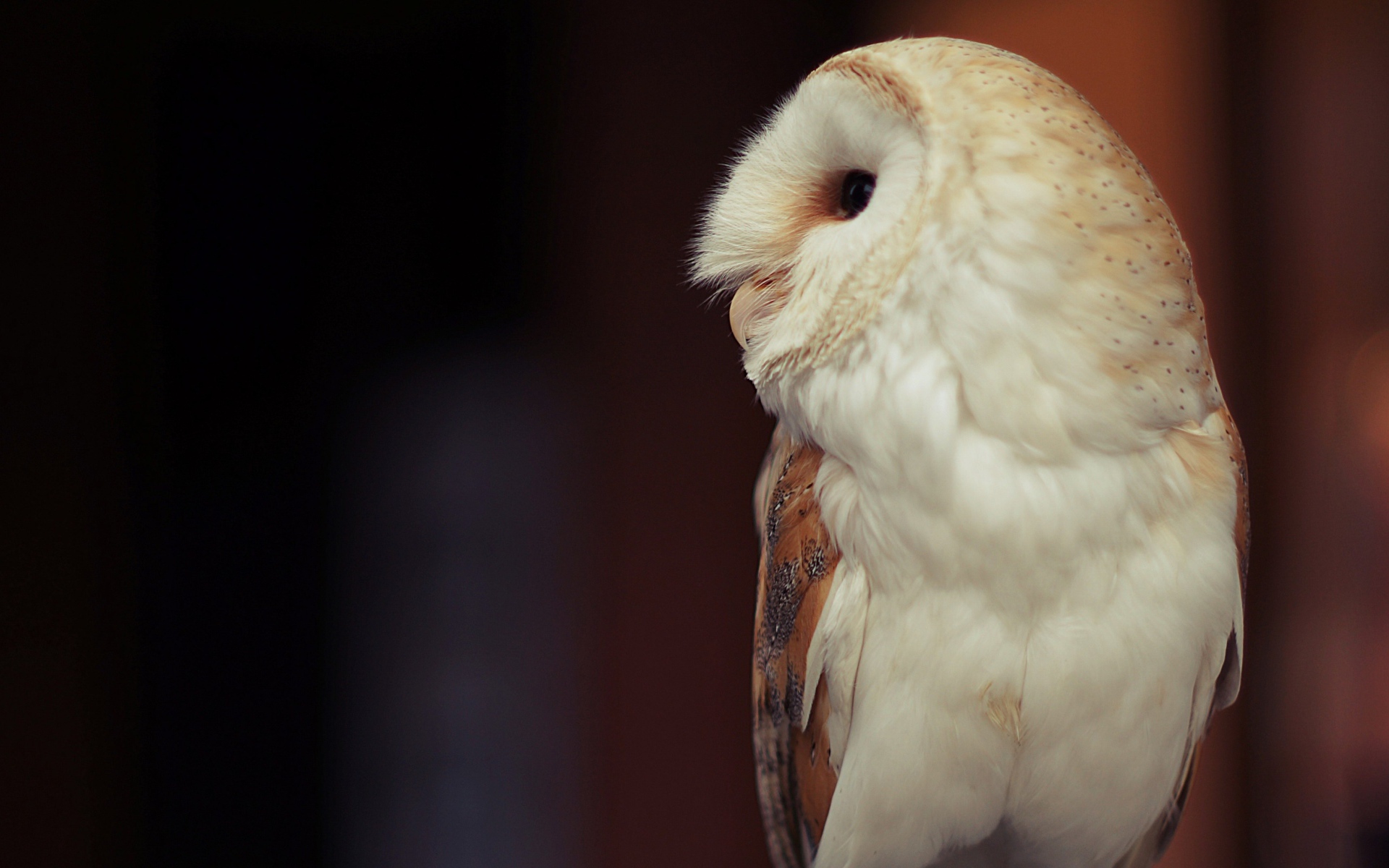 Белая большая сова вид сбоку 