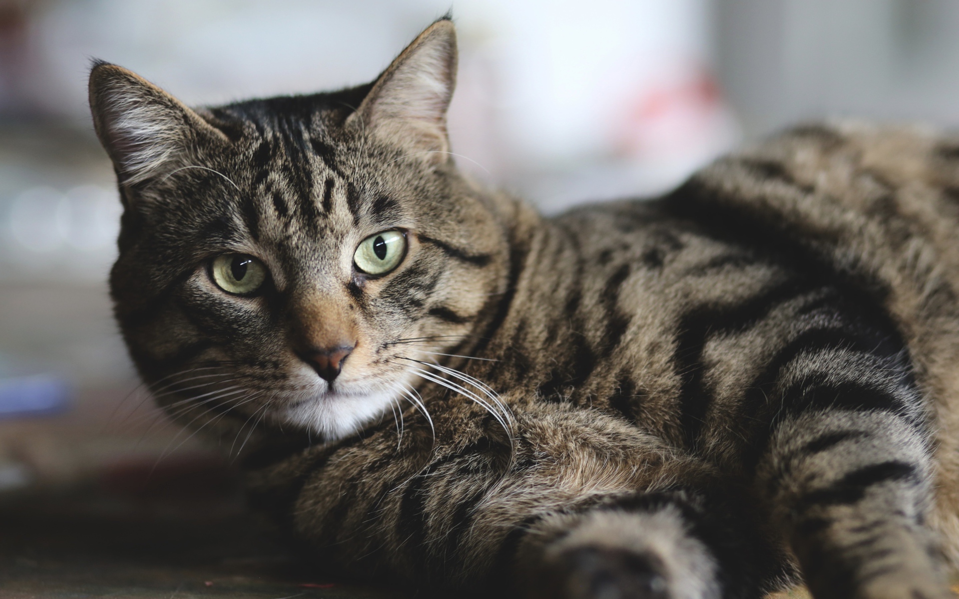 Красивый серый кот лежит на полу