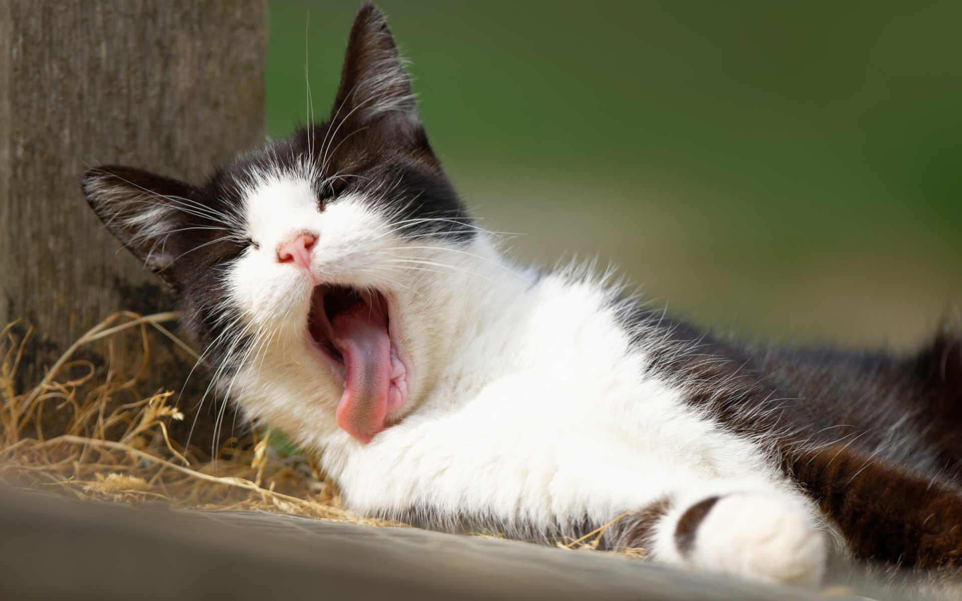 Черно белый зевающий кот лежит на земле