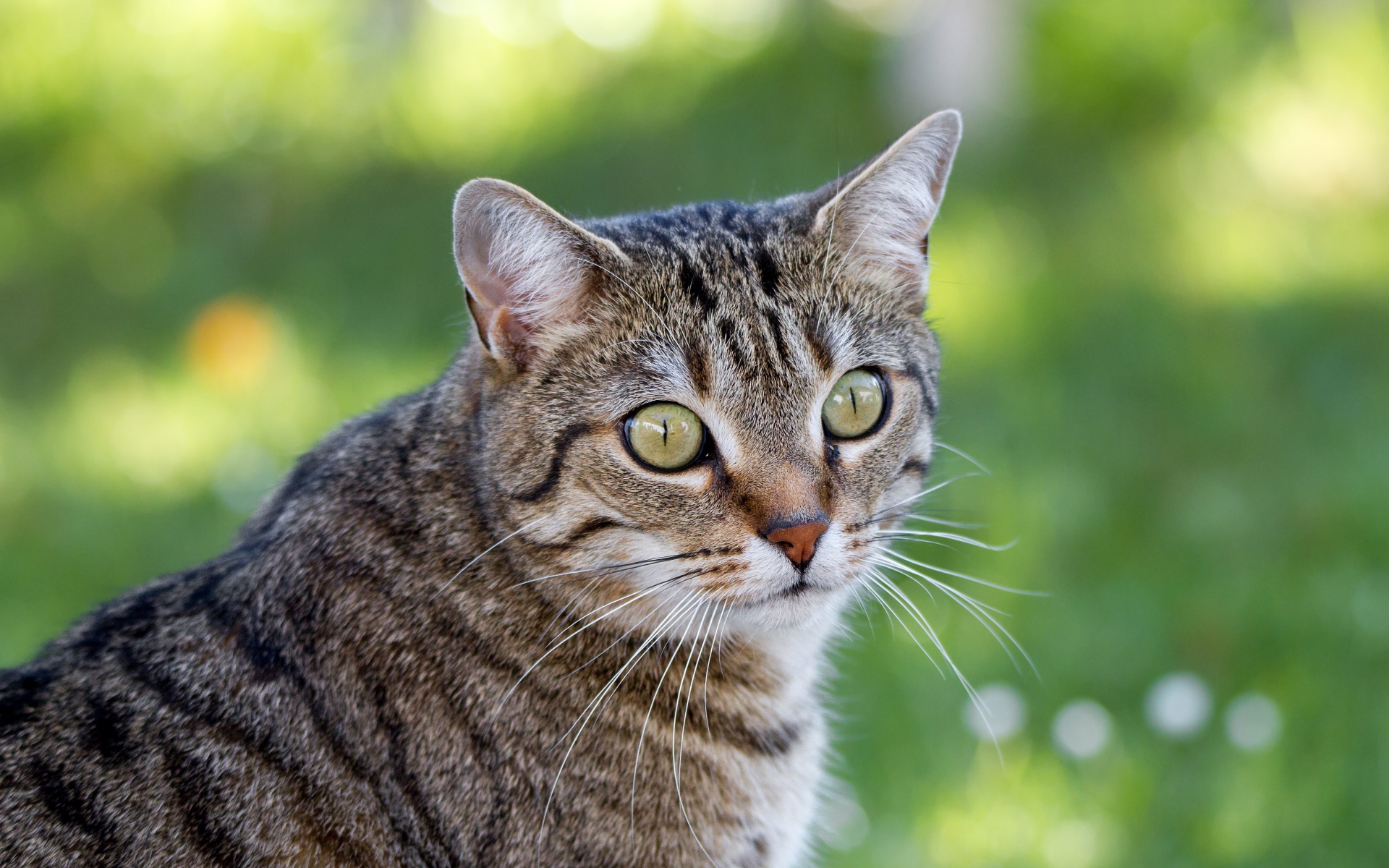 Взгляд серого зеленоглазого кота с длинными усами