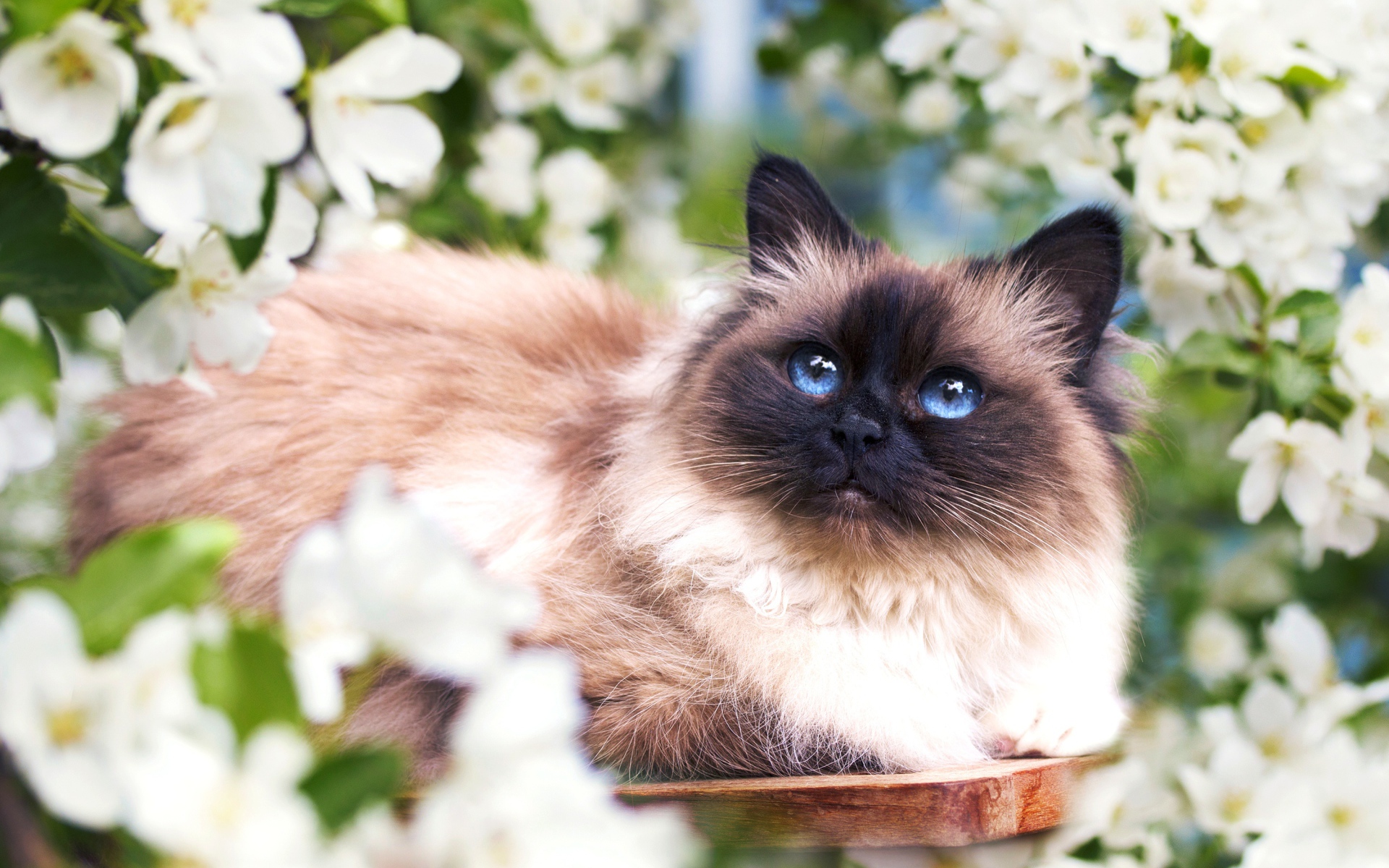 Красивый голубоглазый сиамский кот в белых цветах 
