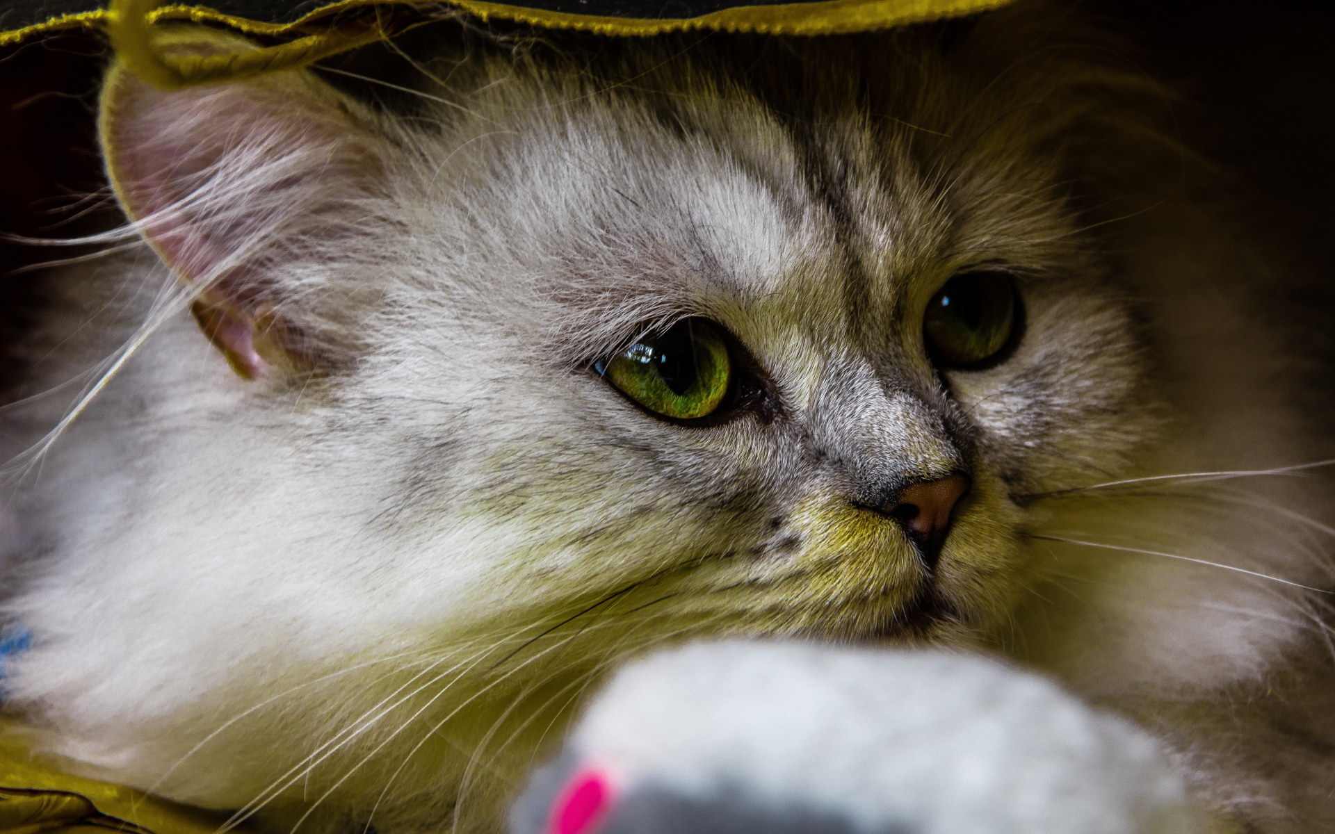 Красивый пушистый зеленоглазый кот под одеялом