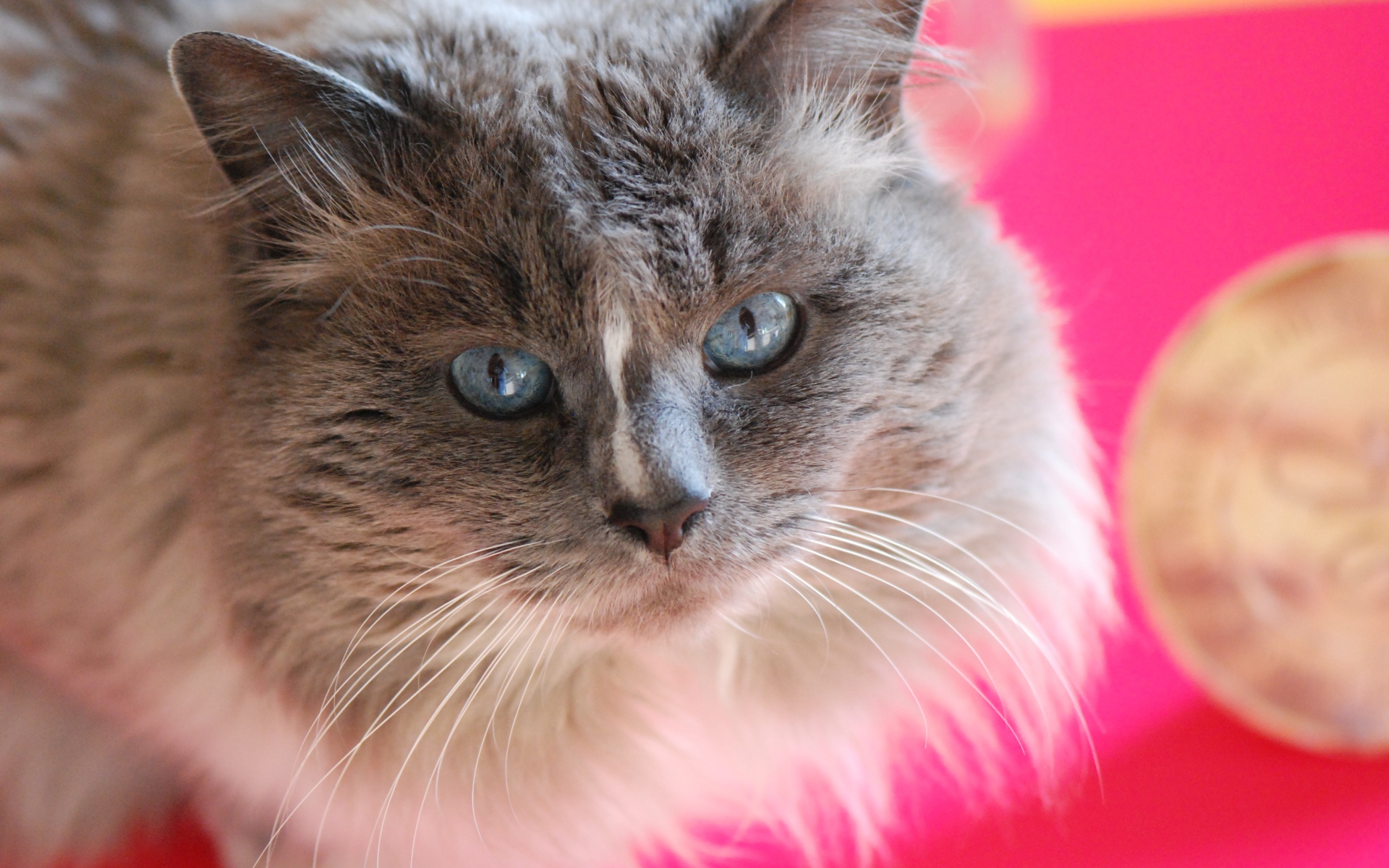 Красивый взгляд пушистого голубоглазого кота