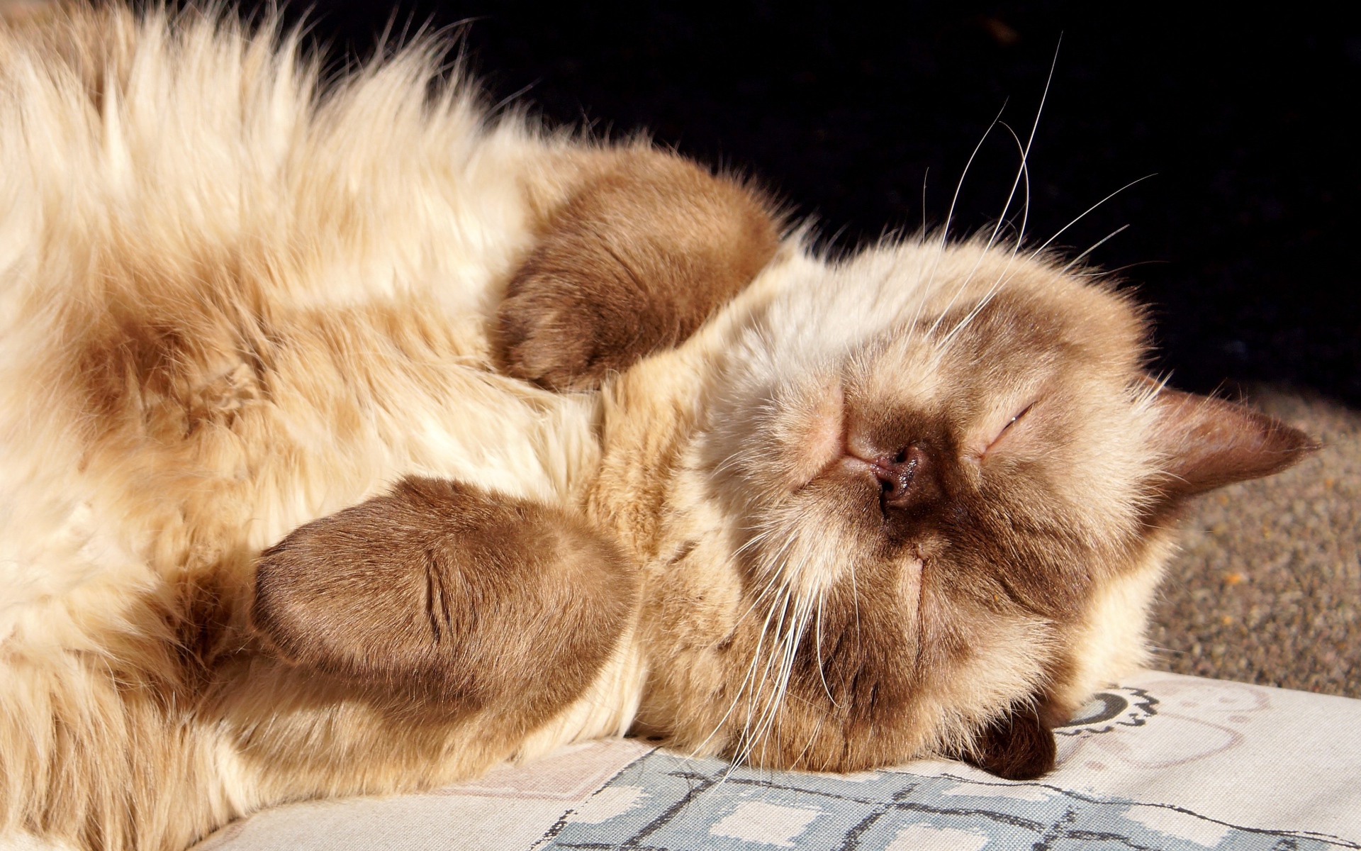 Красивый породистый сиамский кот спит на солнце