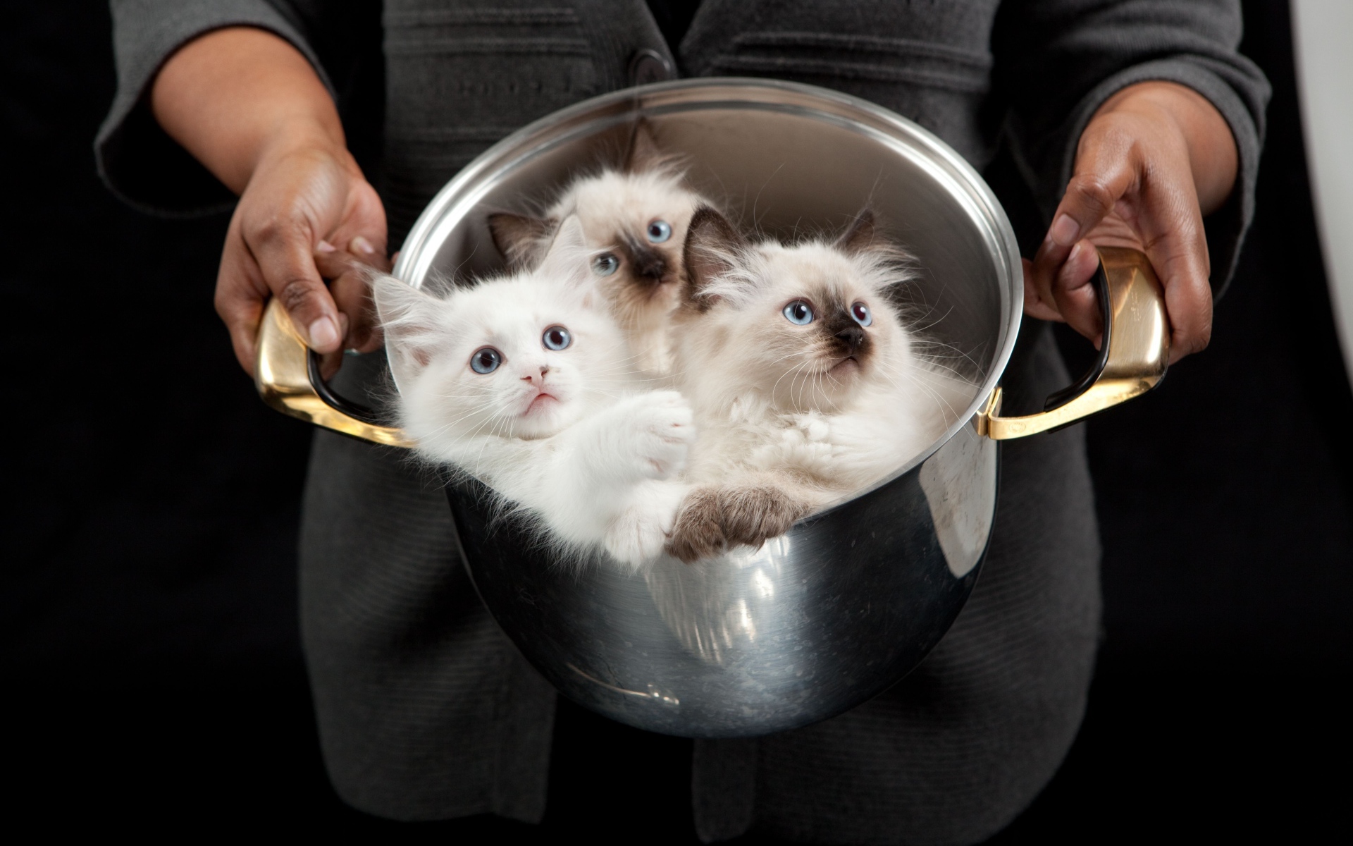 Красивые породистые котята в кастрюле