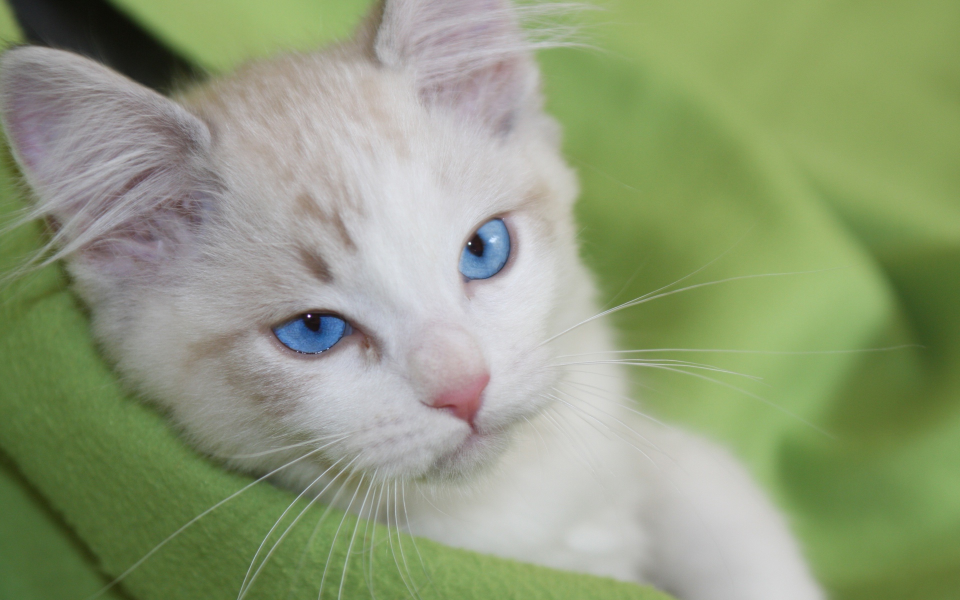 Красивый взгляд голубоглазой кошки