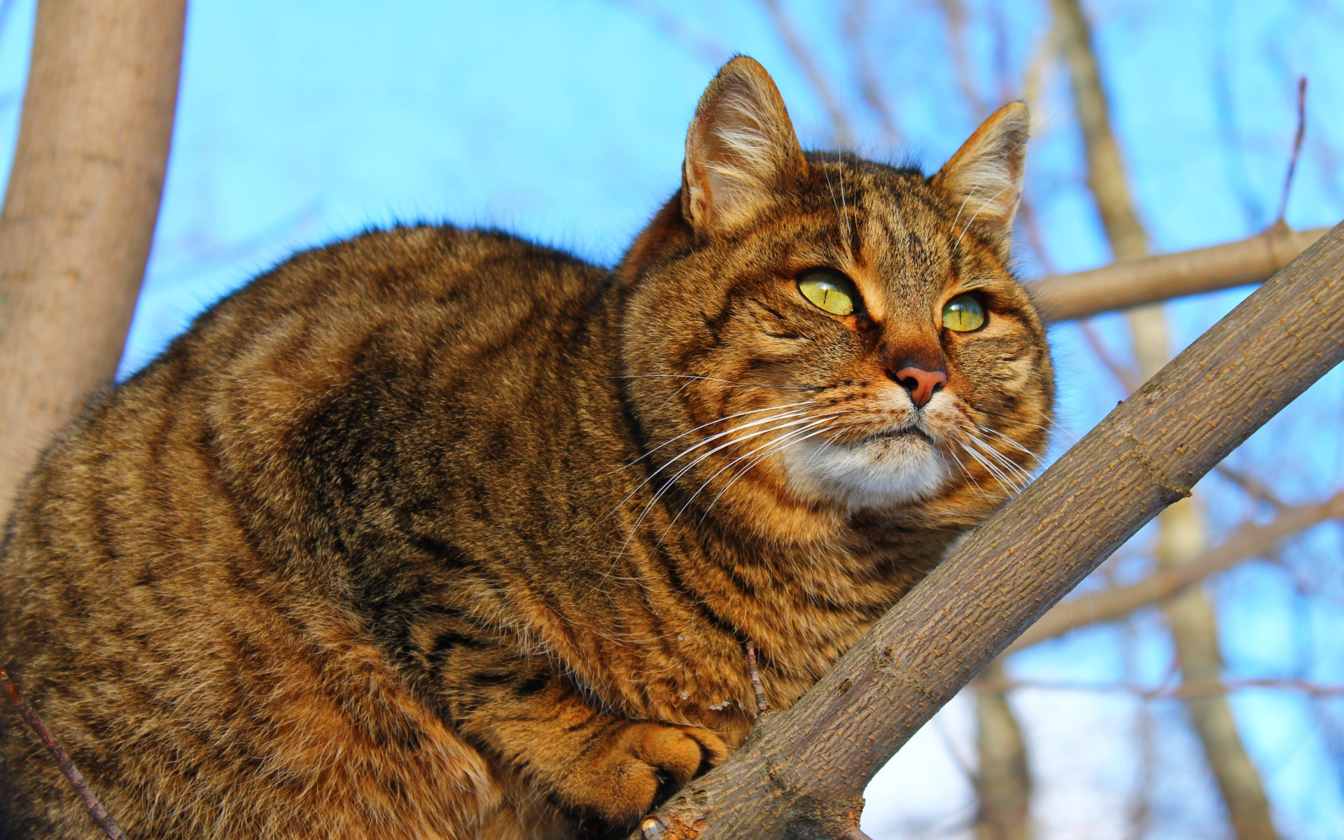 Большой красивый серый кот на дереве
